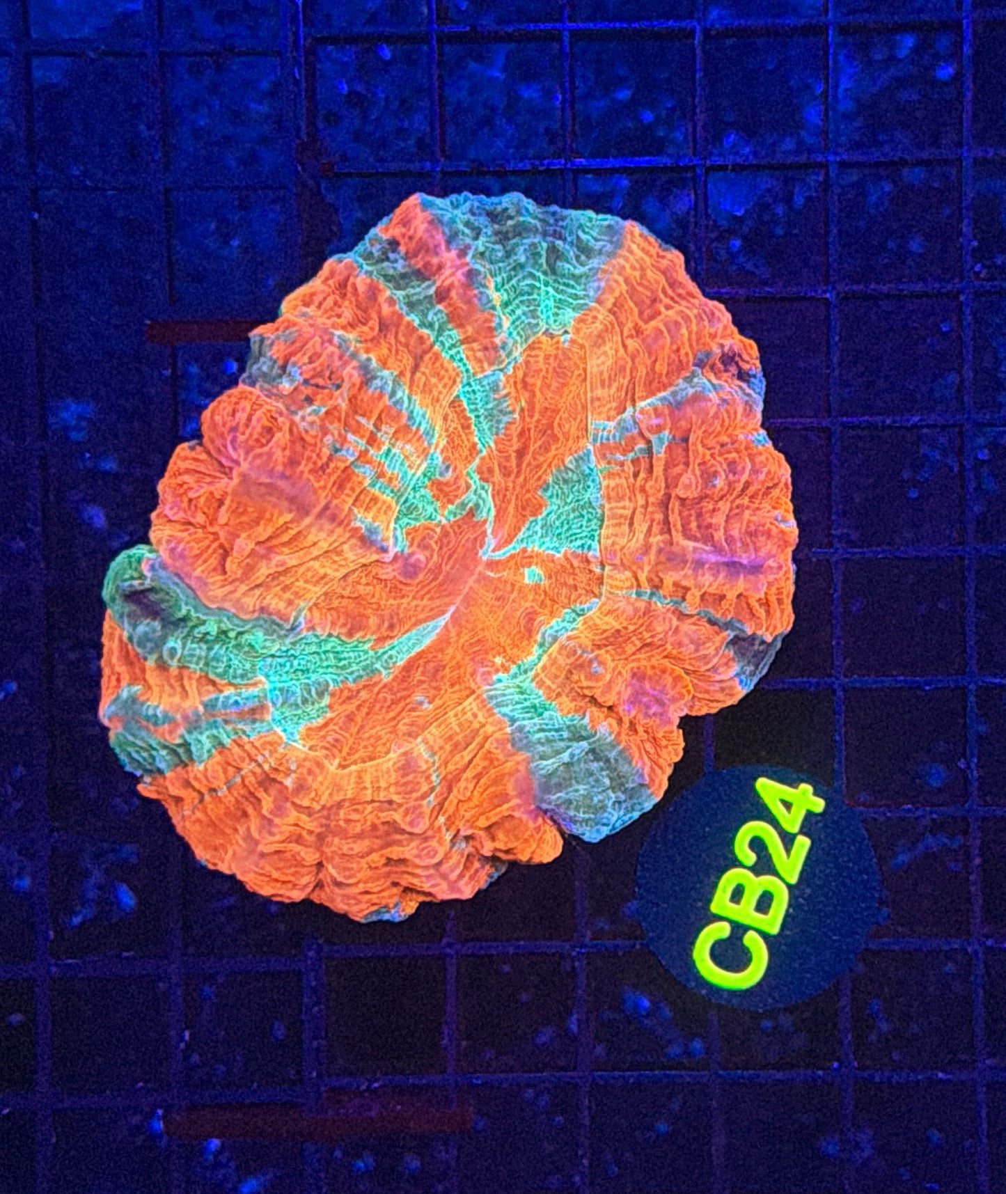 Rainbow acantho
