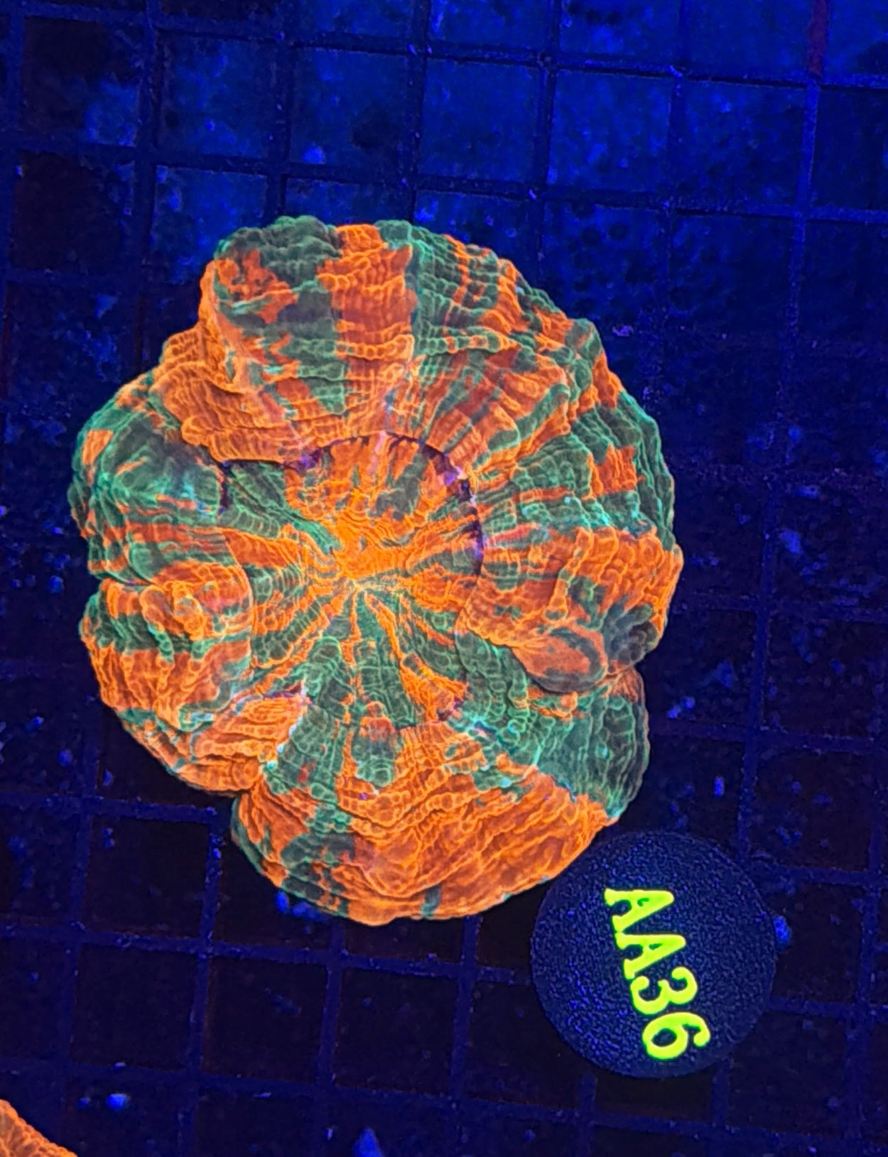 Rainbow acantho