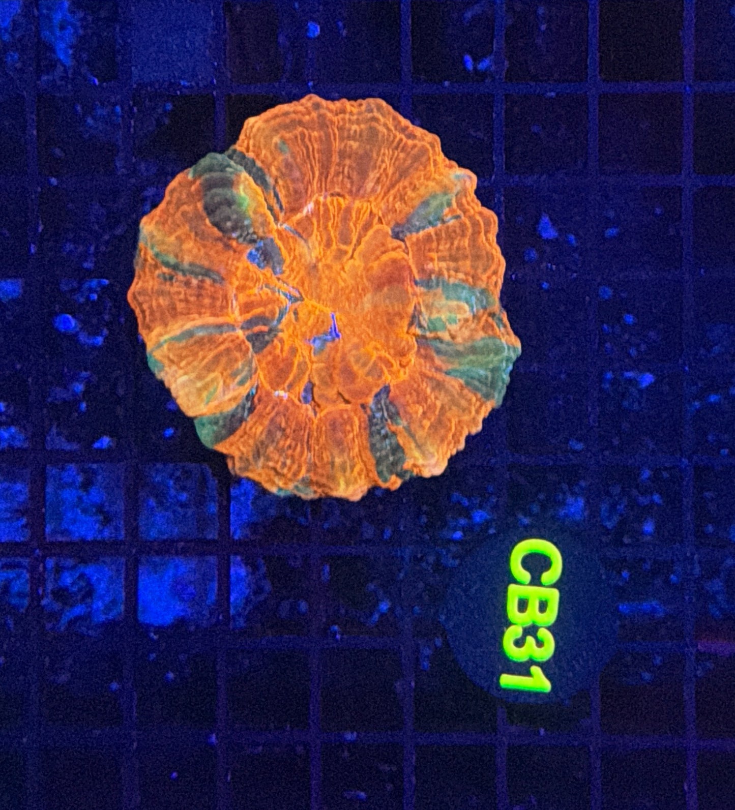 Rainbow acantho