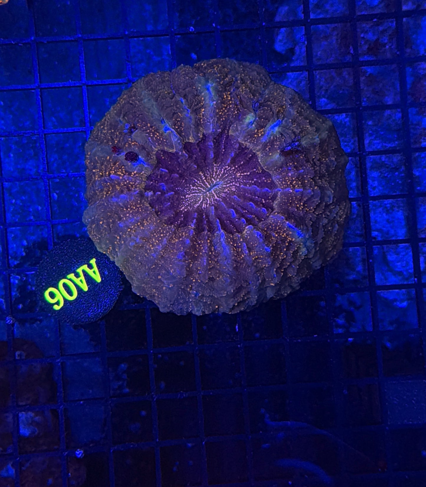 Rainbow acantho