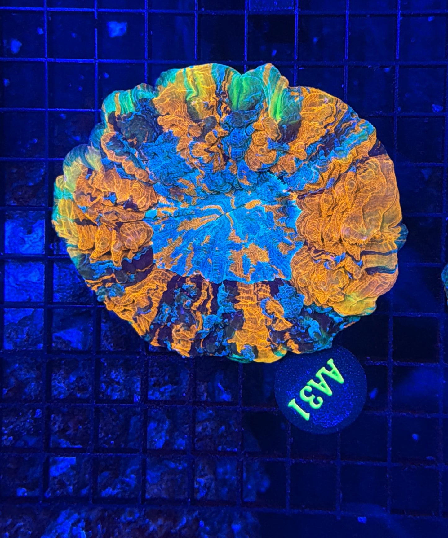 Rainbow acantho