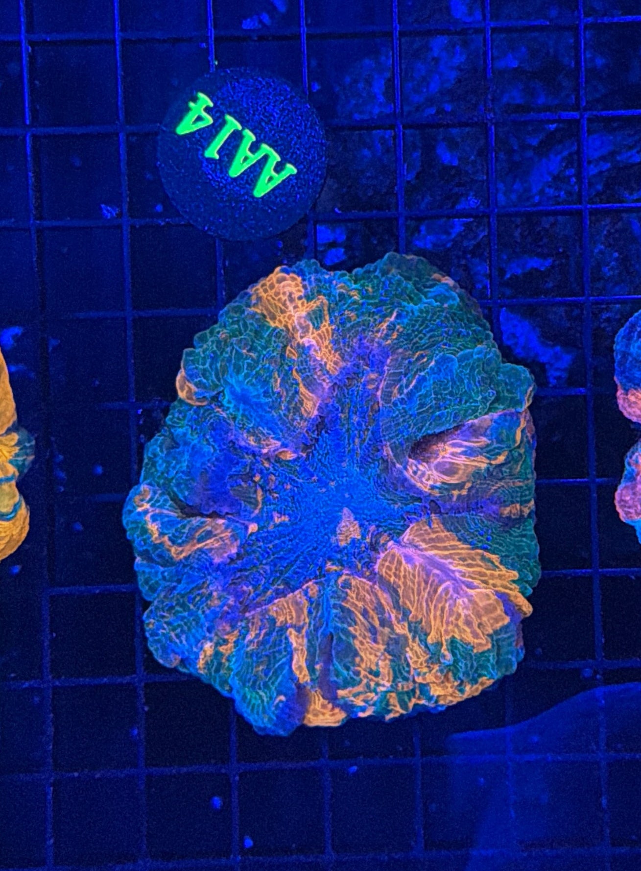 Rainbow acantho