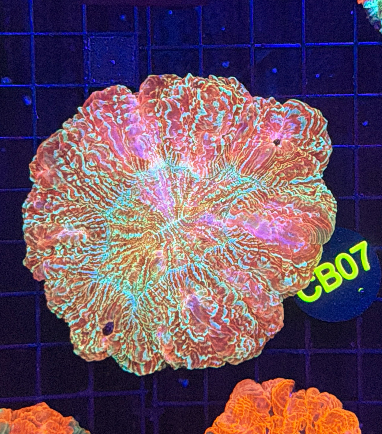 Rainbow acantho minor damage