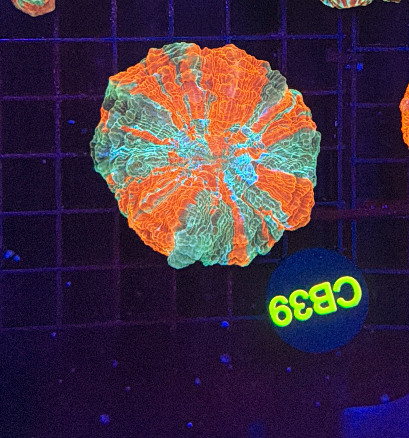 Rainbow acantho