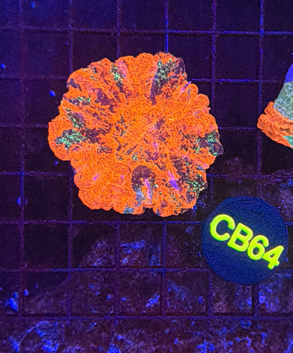 Rainbow acantho minor damage