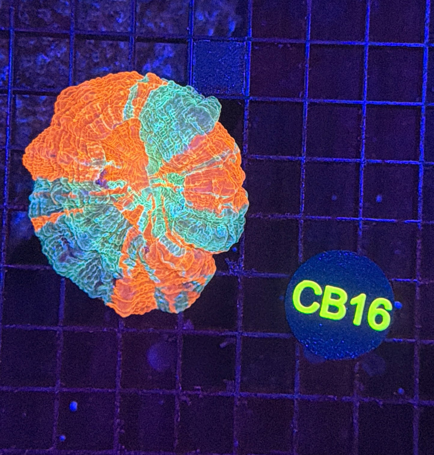 Rainbow acantho