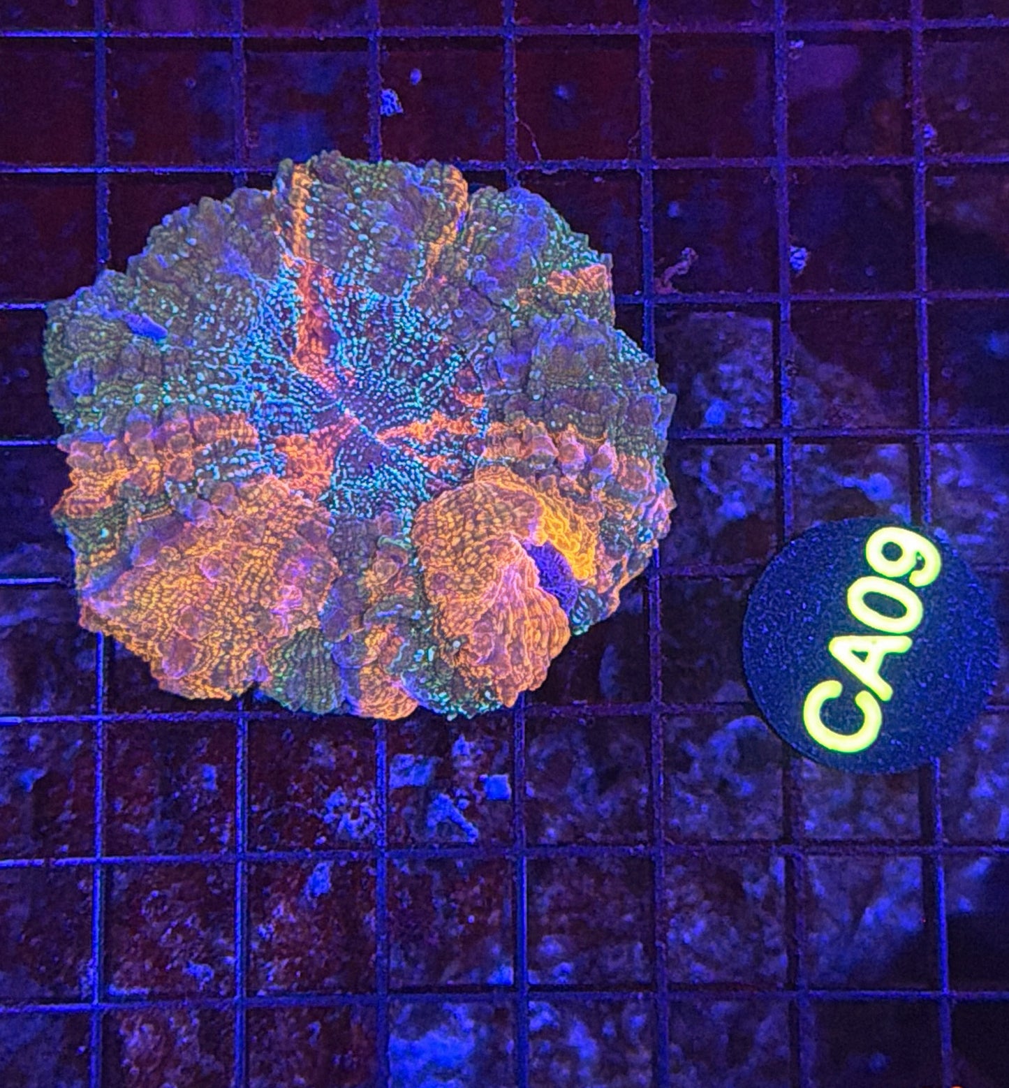 Rainbow acantho