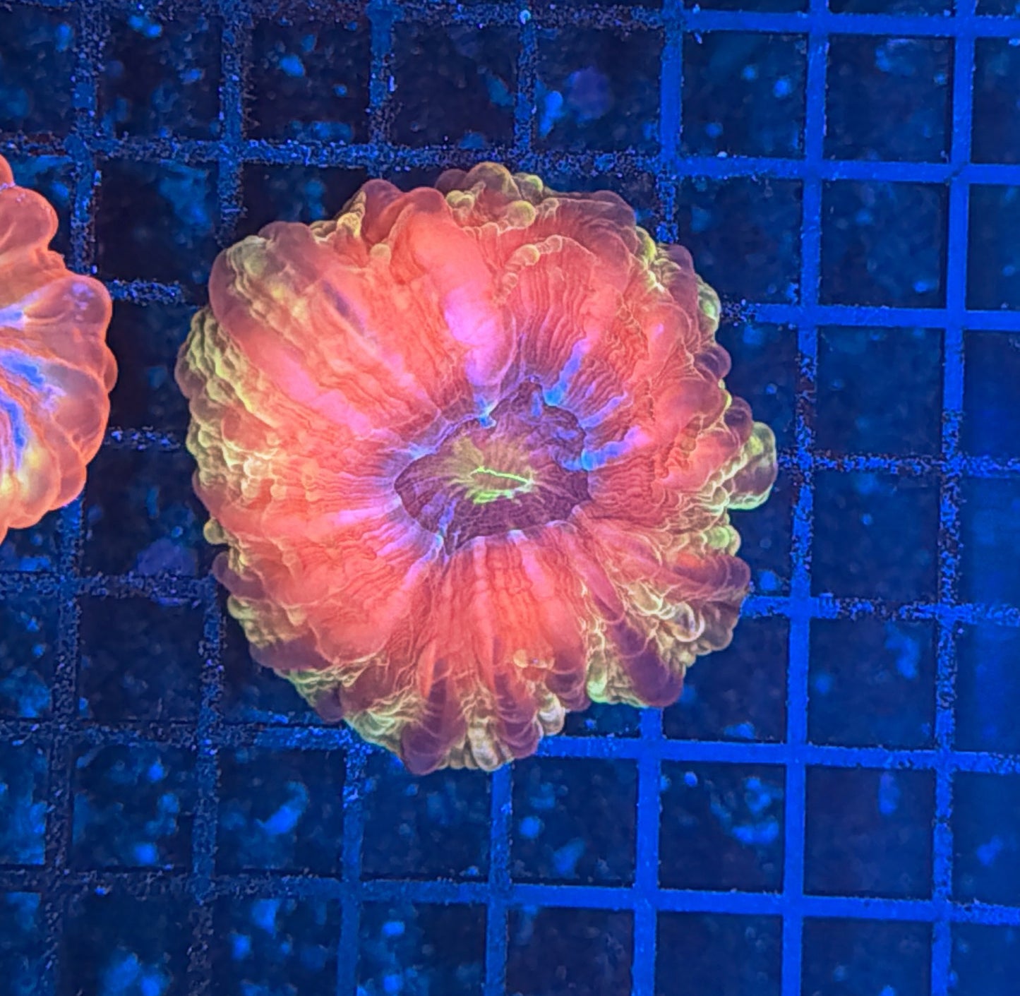 Golden red cynarina
