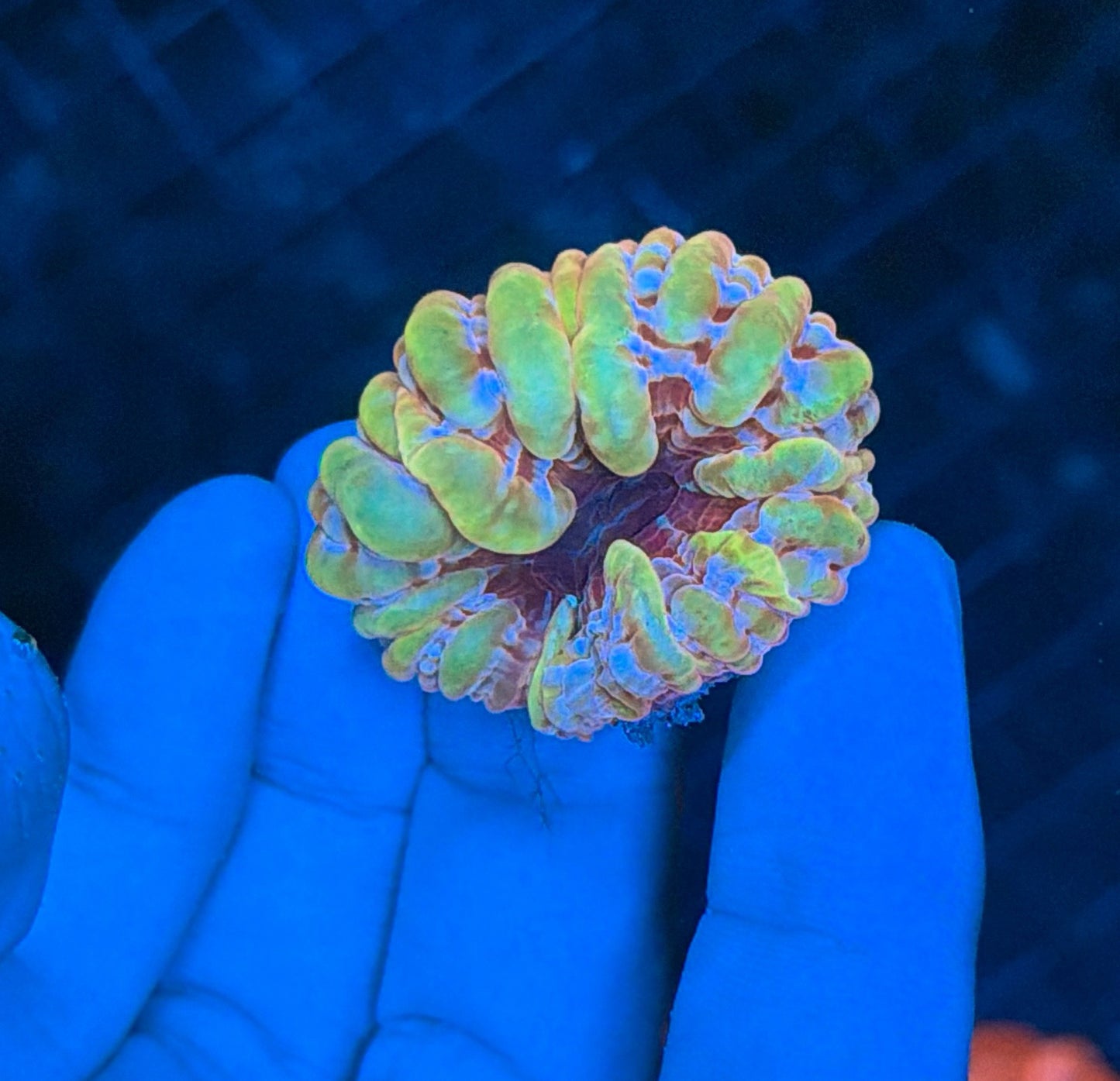ultra yellow rainbow cynarina small
