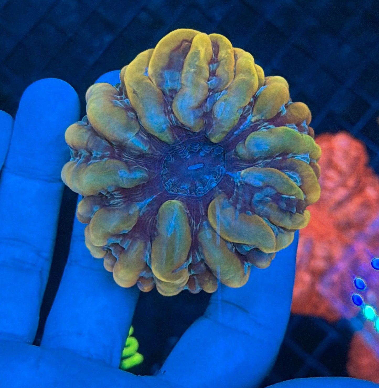 ultra yellow cynarina