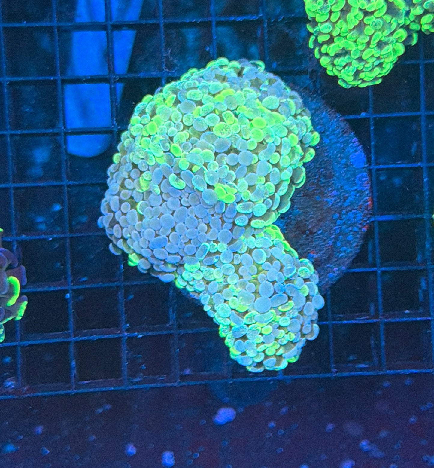 splatter hammer