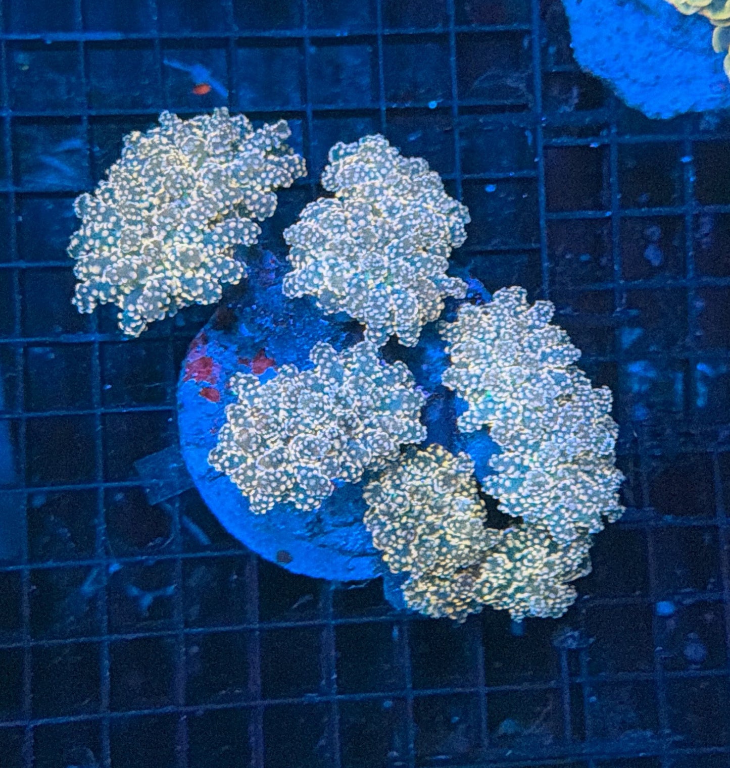 Indo frogspwan colony