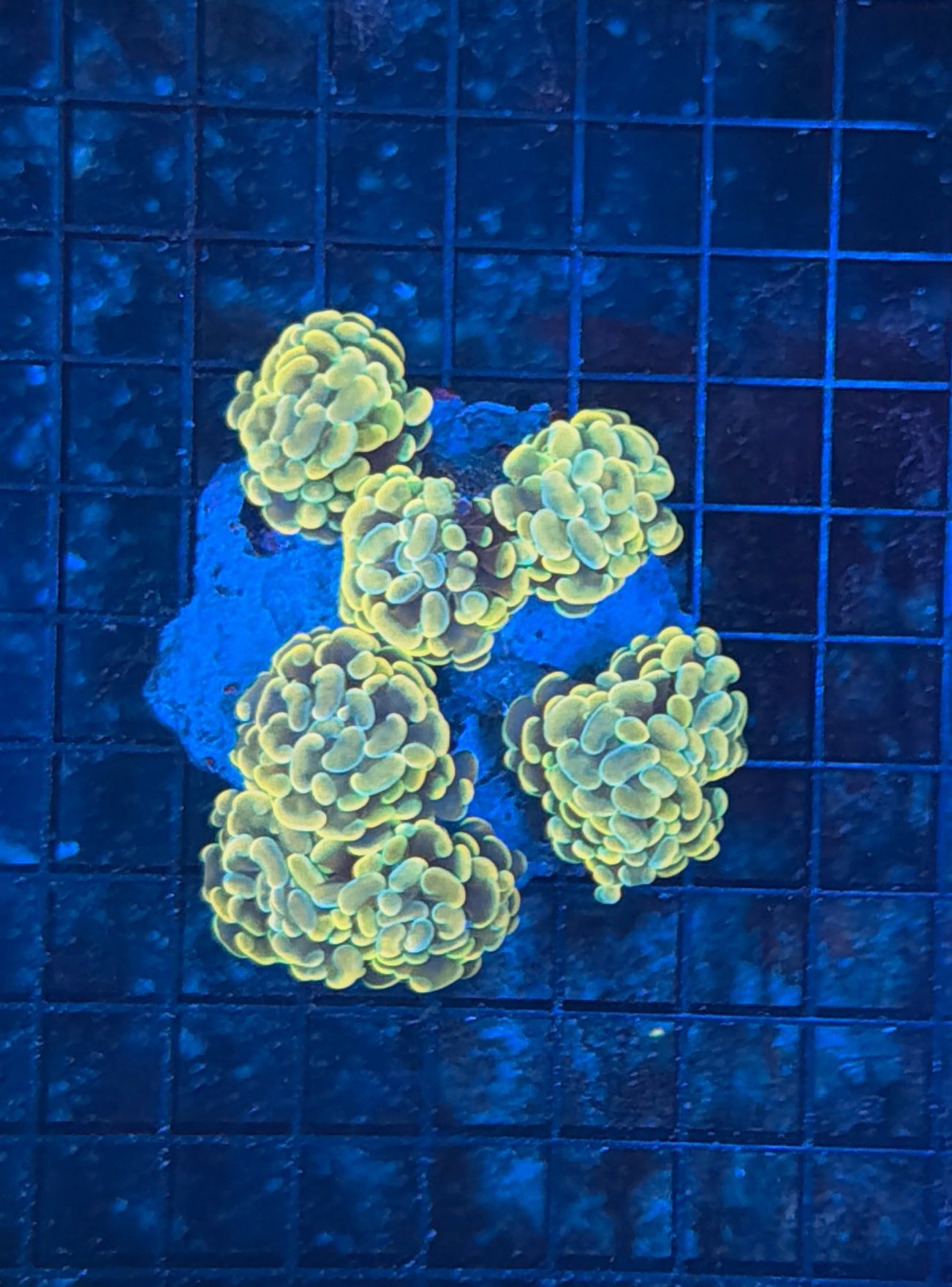 Indo hammer colony