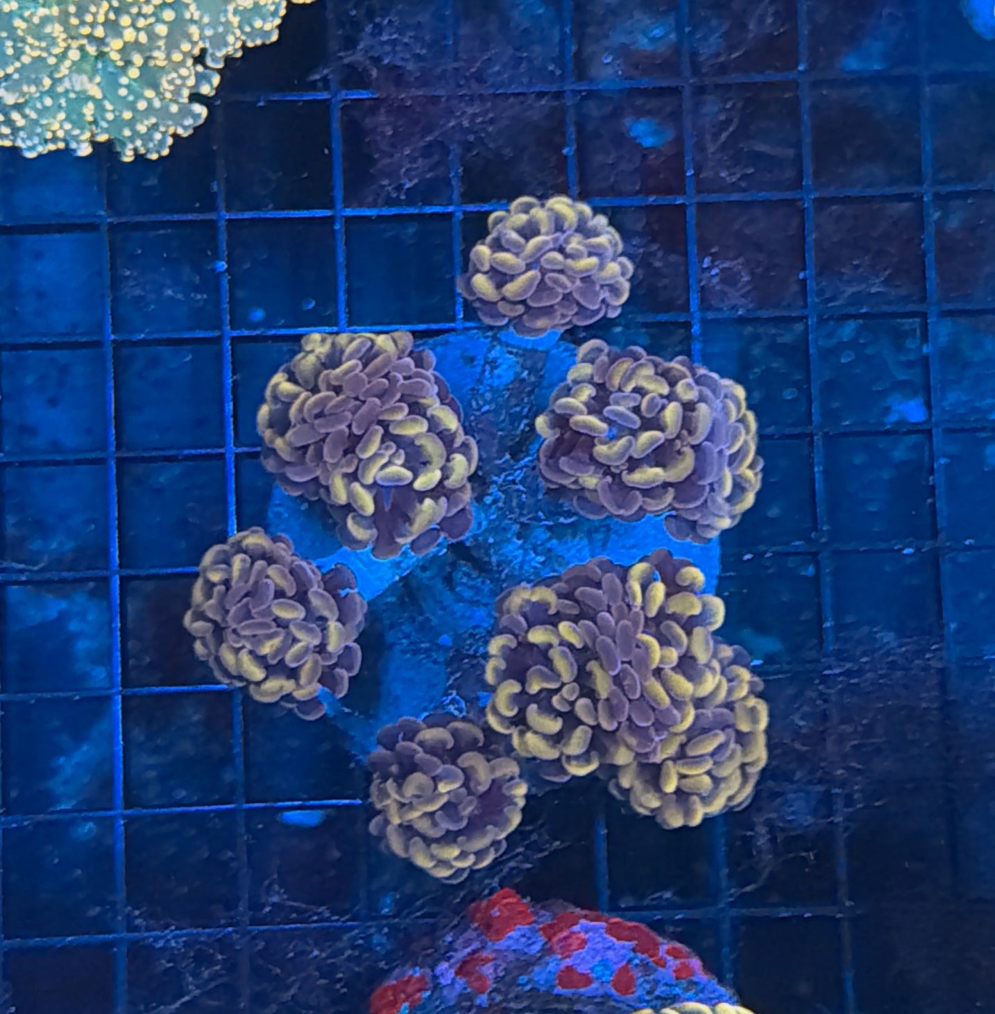 Indo hammer colony