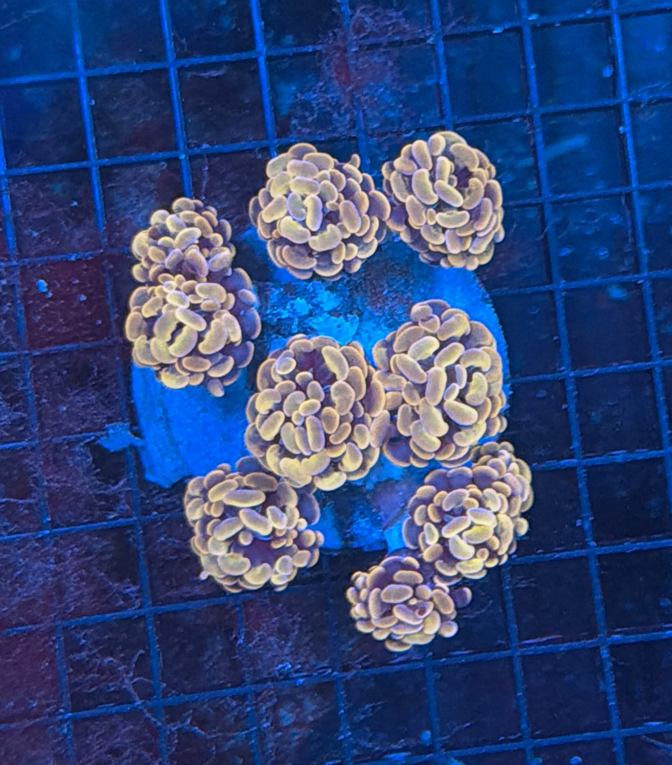 Indo hammer colony