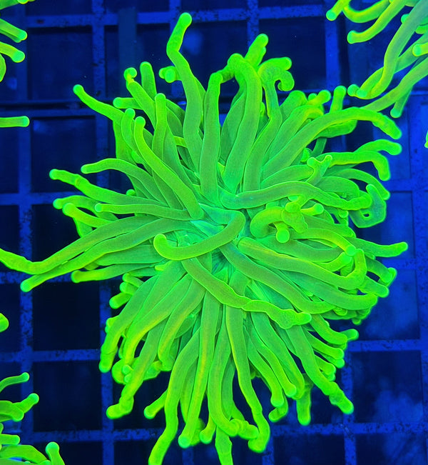 Indo lemon lime master