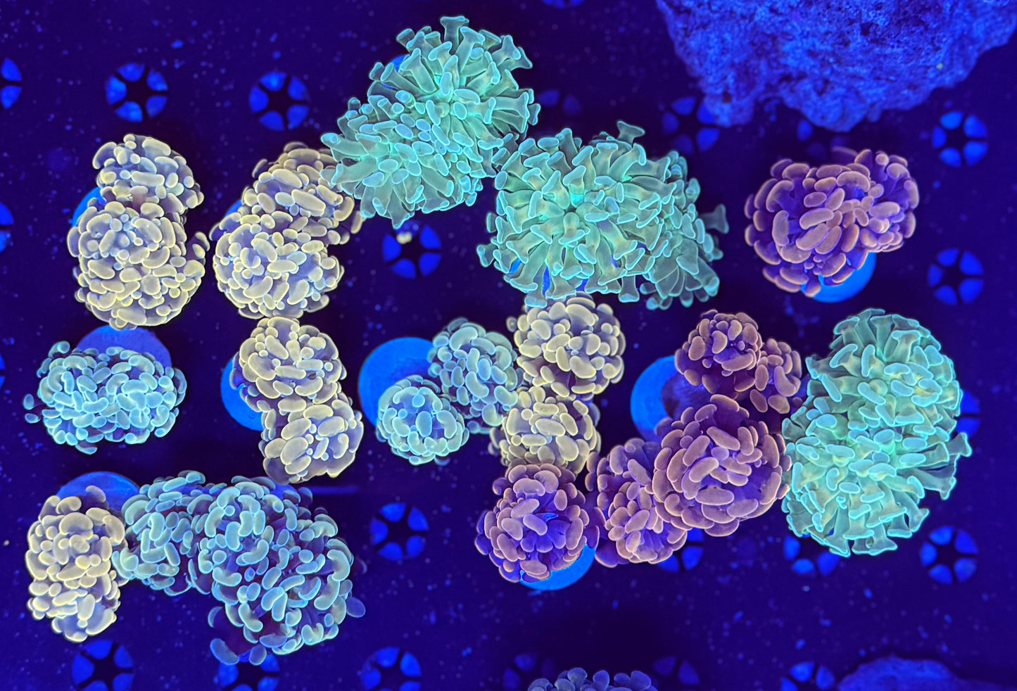 Hammer frags special (Non-WYSIWYG, mix matches)