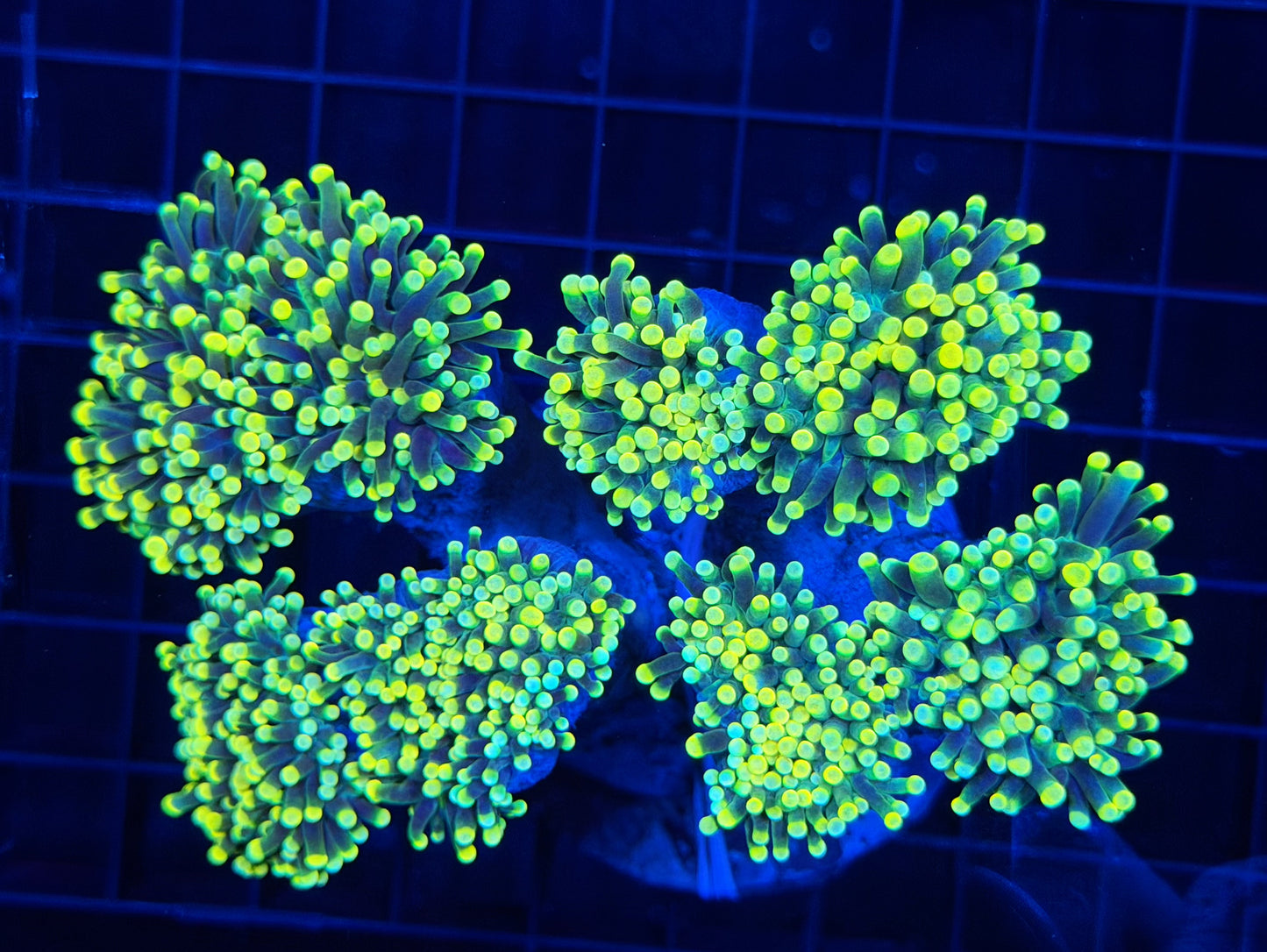 Indo neon top colony