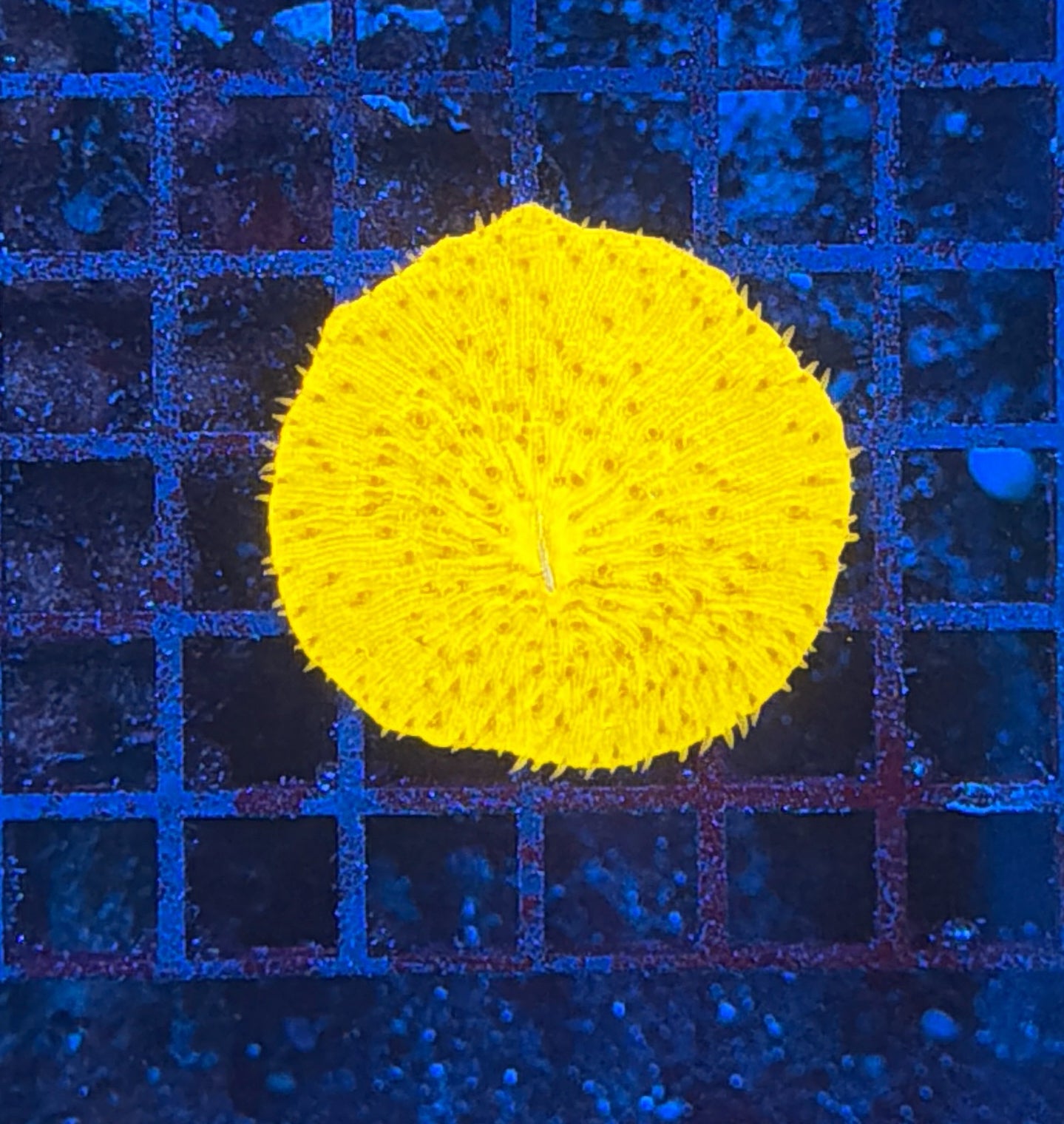 plate coral