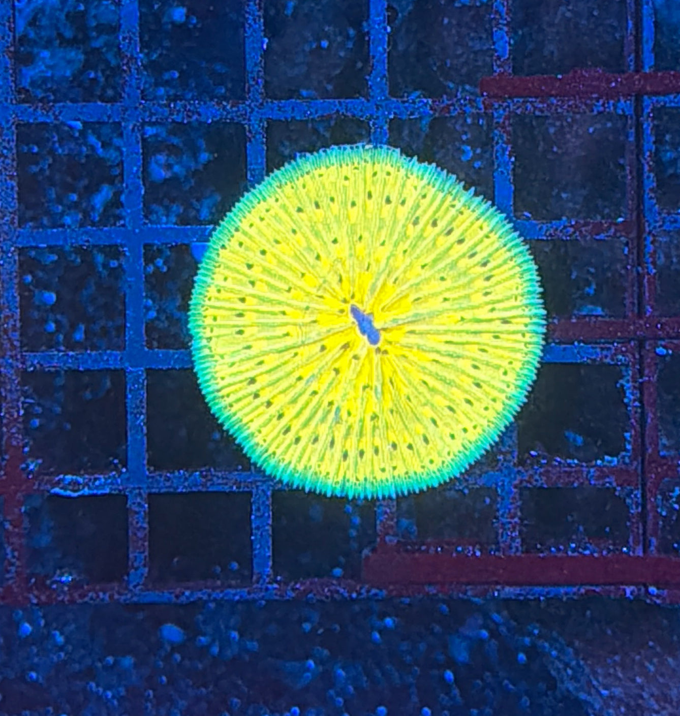 plate coral