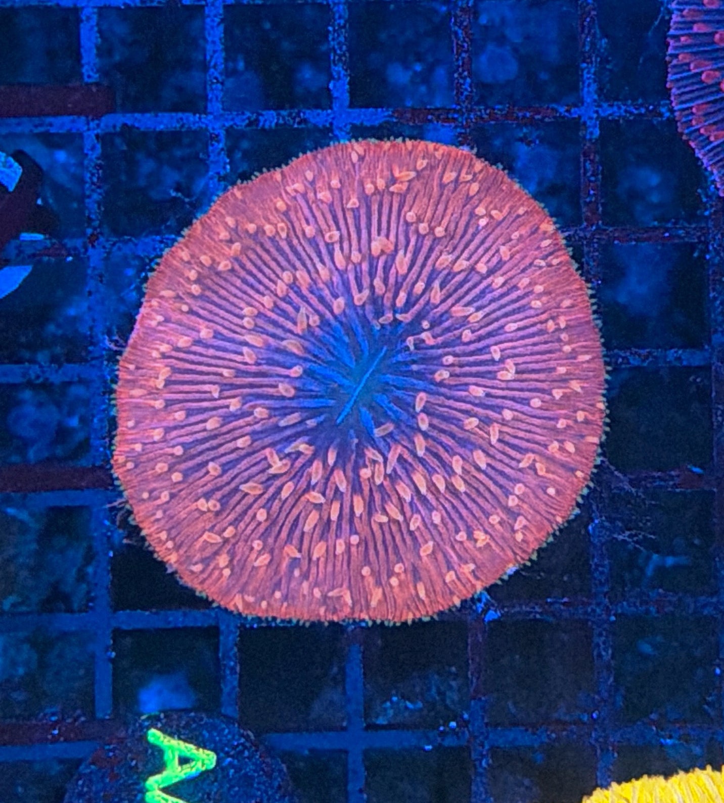 plate coral