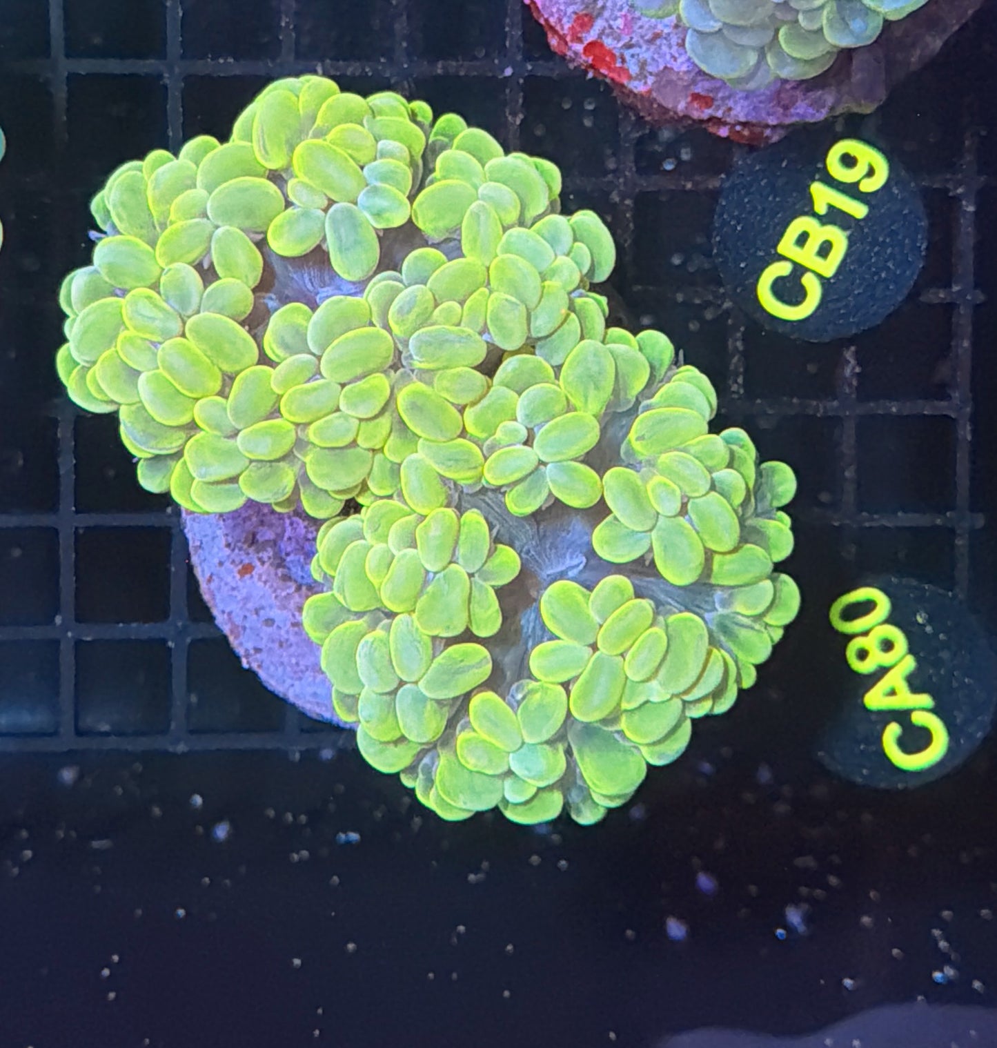 Bubble coral