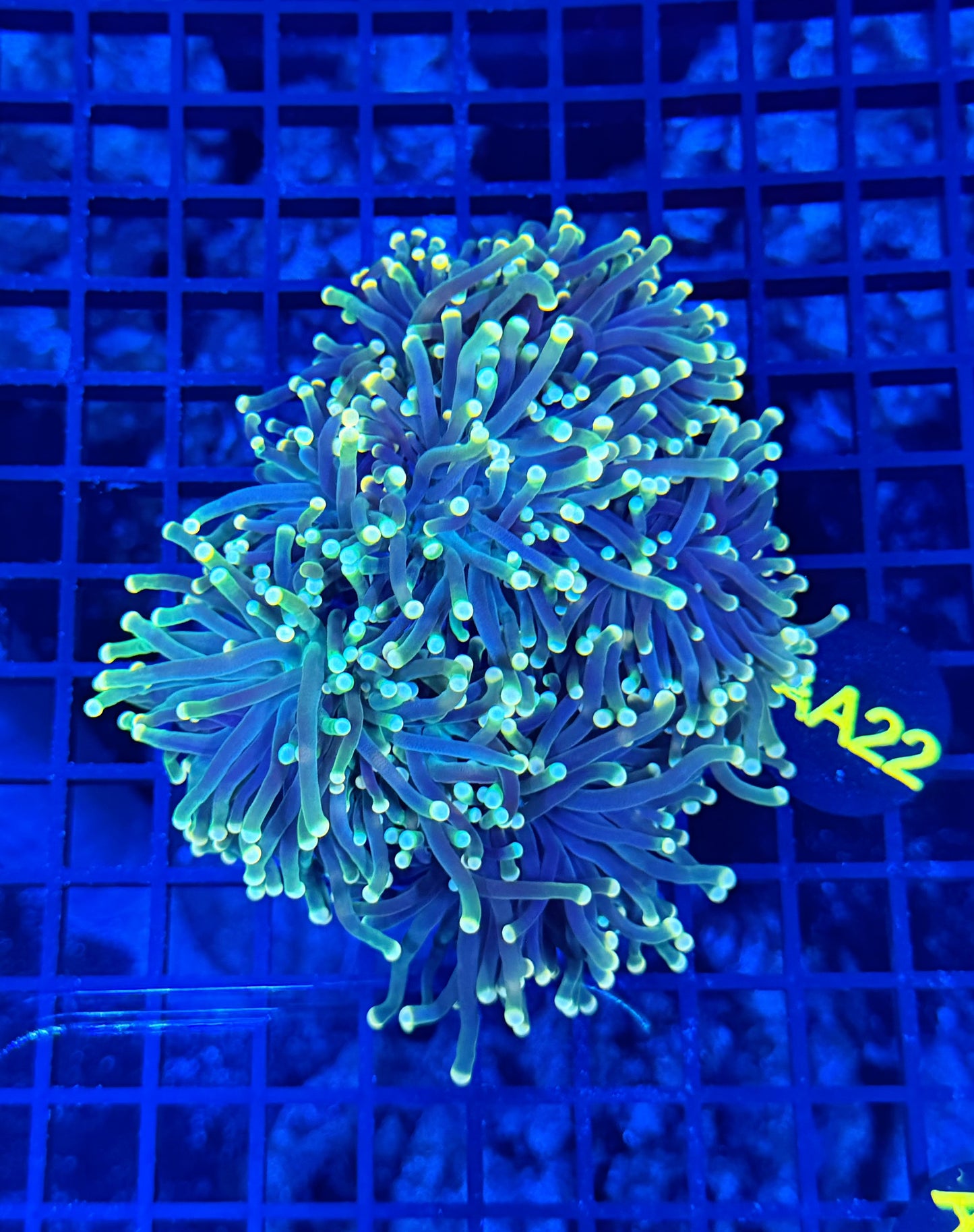 Indo green colony
