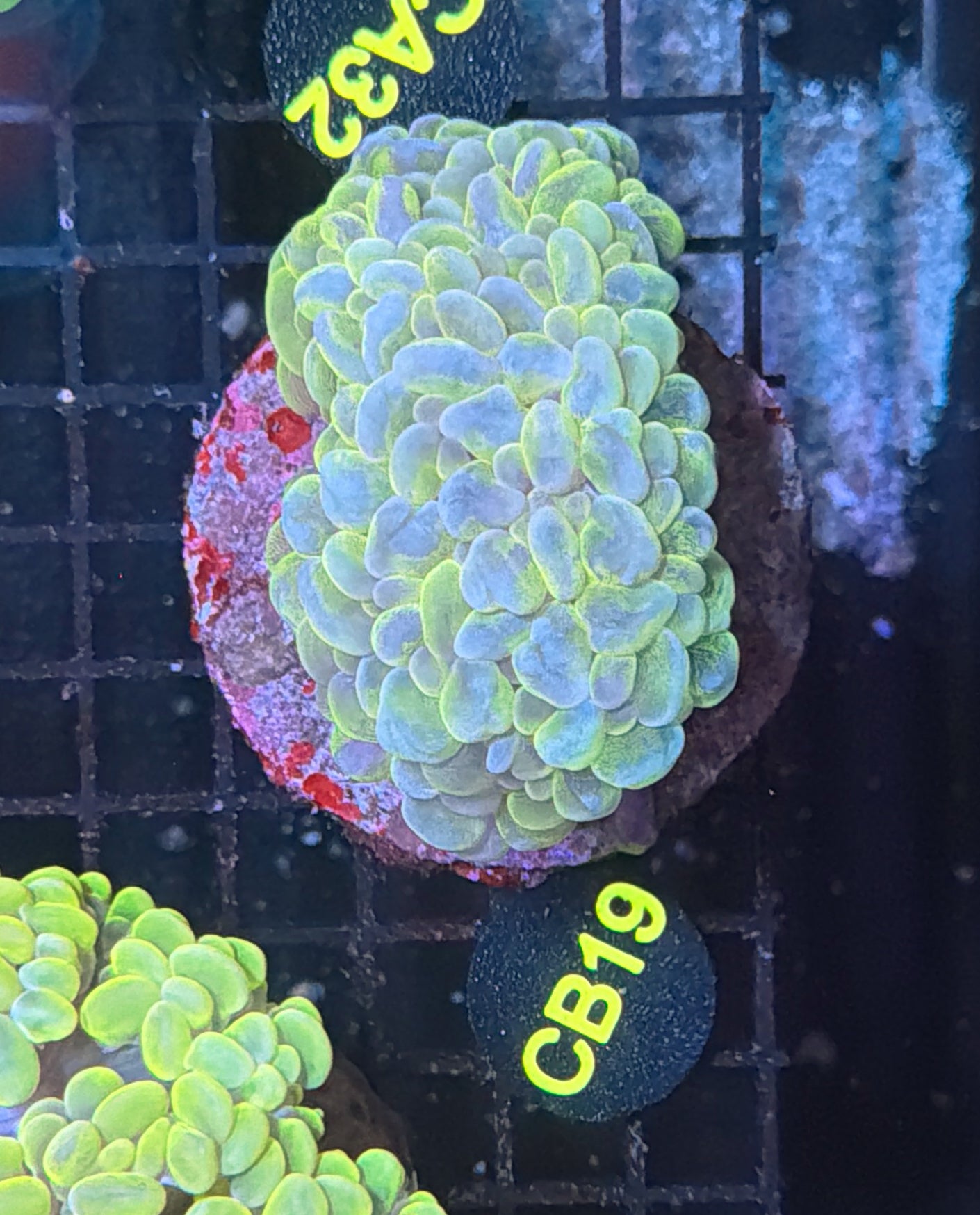 Bubble coral