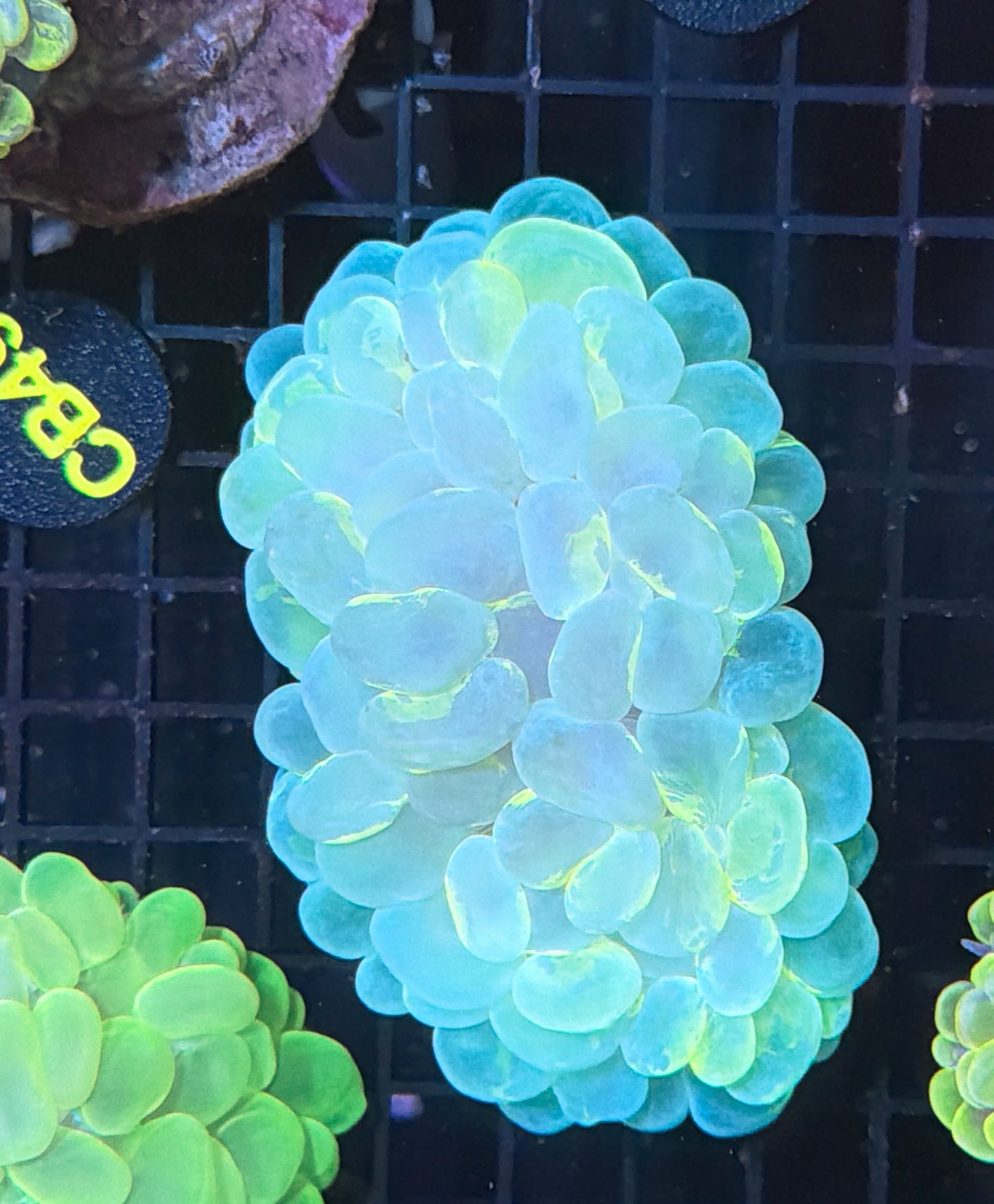 Bubble coral