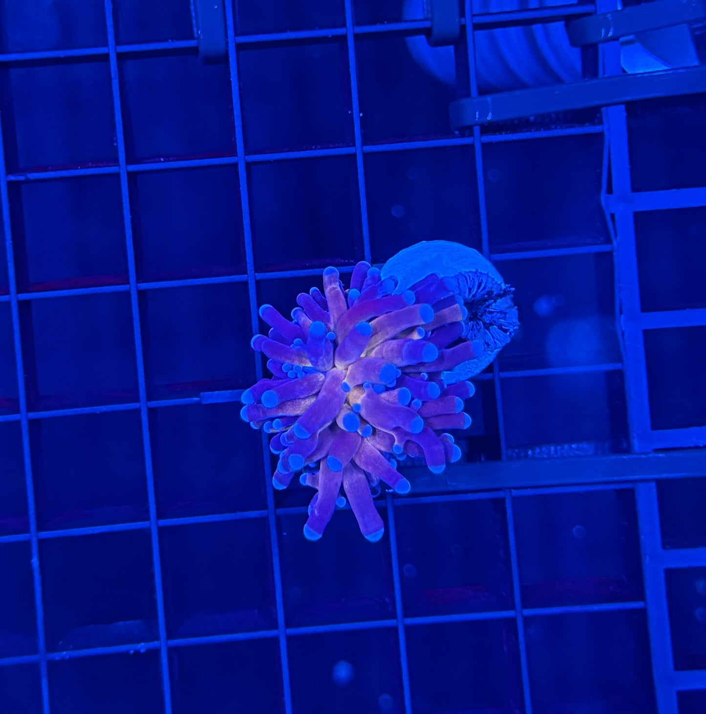 Branching tiger
