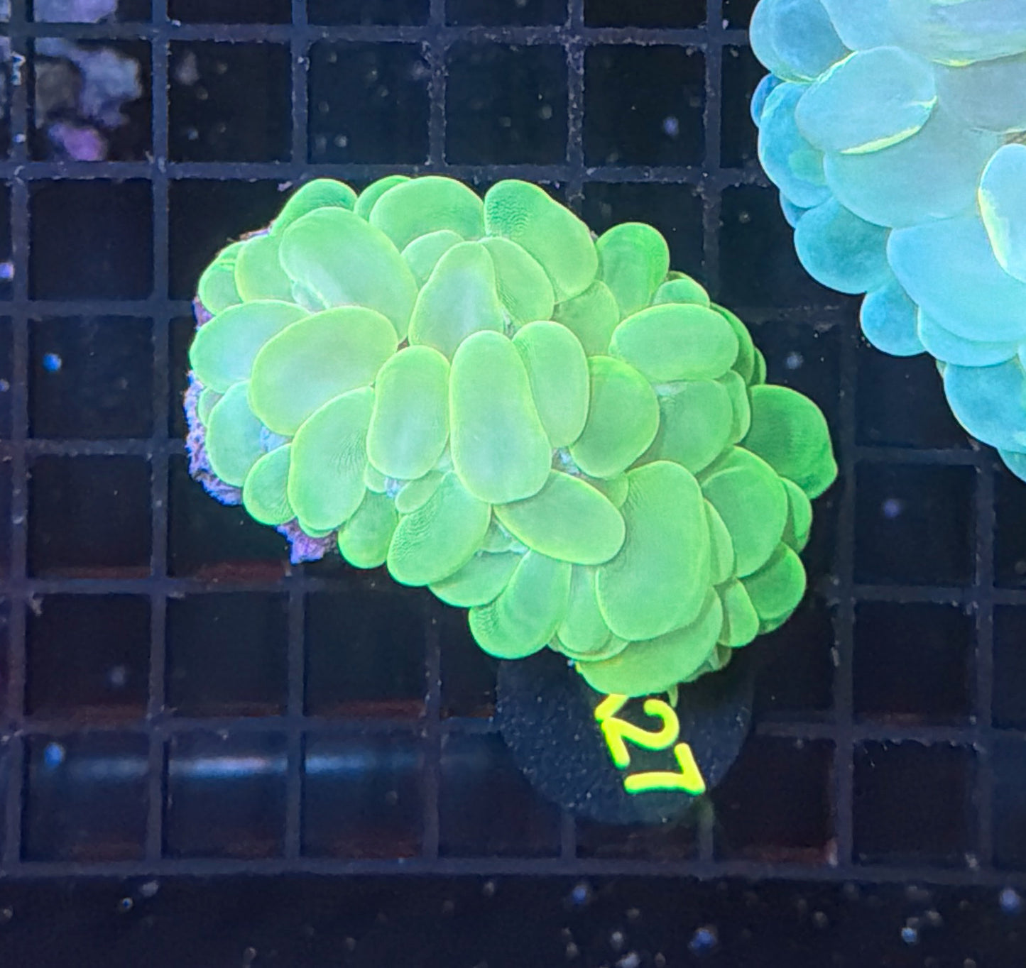 Bubble coral