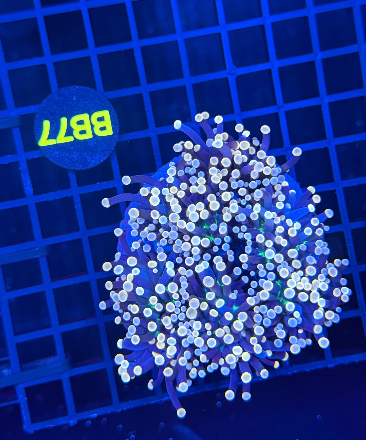 Neon tip colony