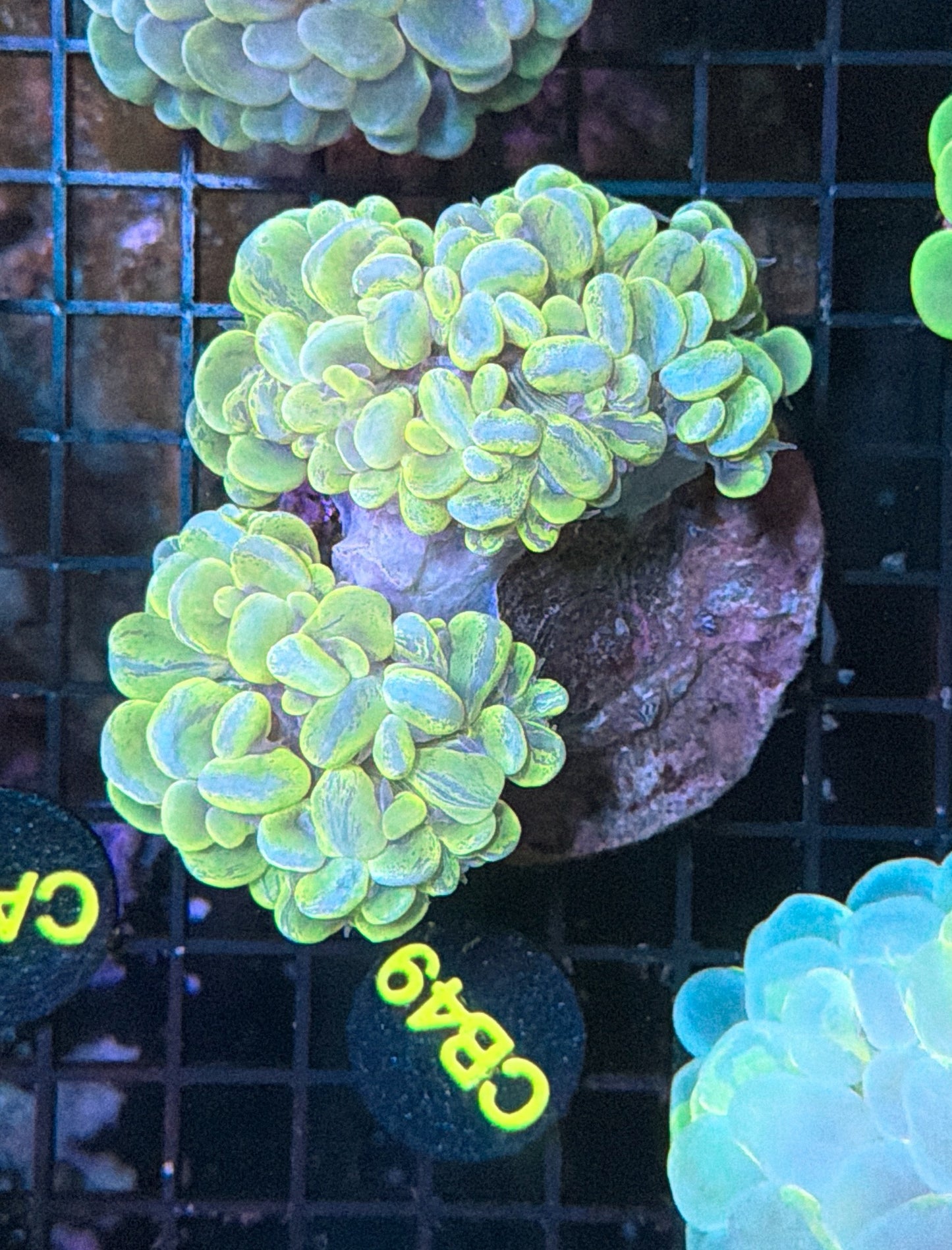 Double bubble