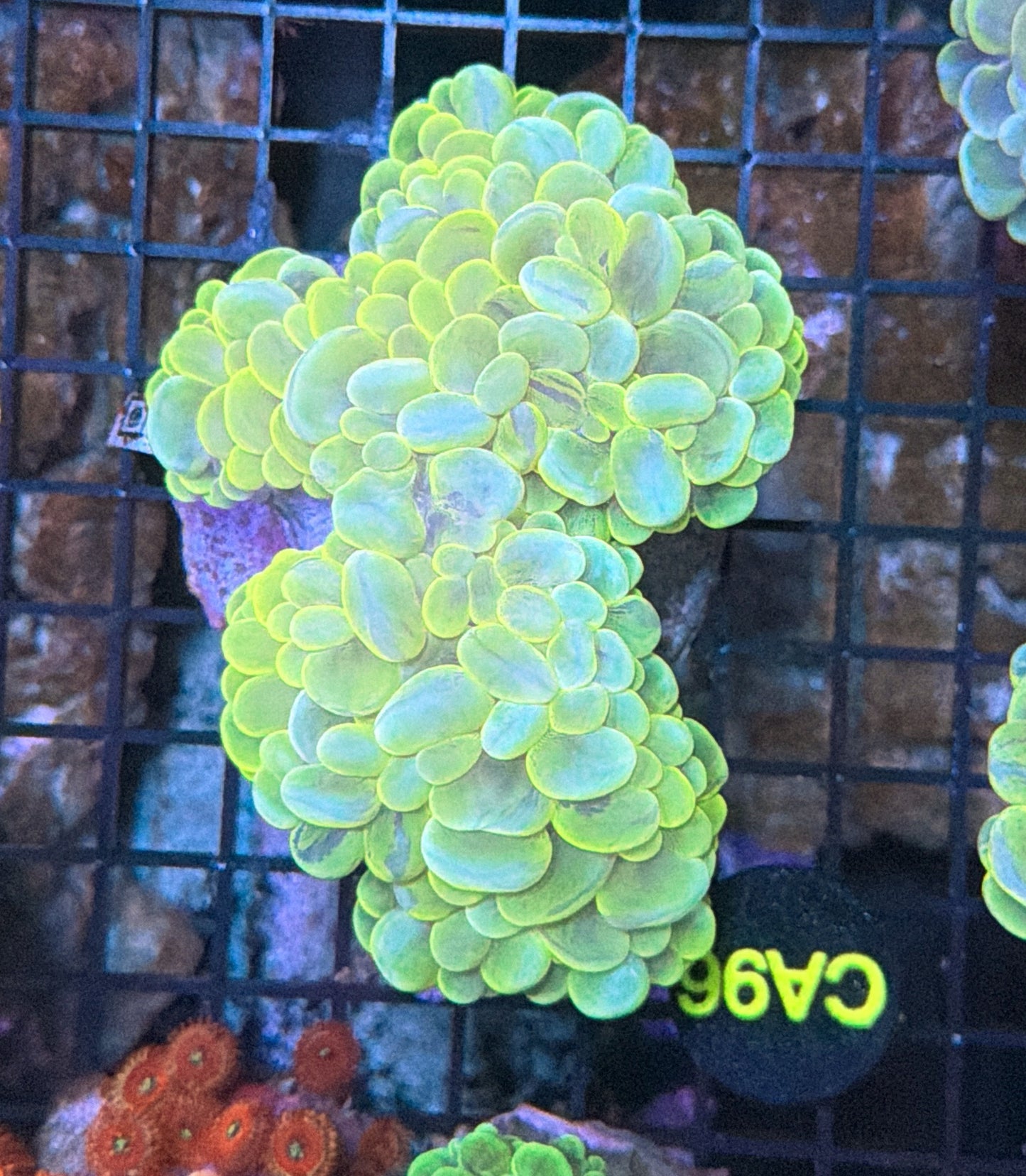 Bubble coral