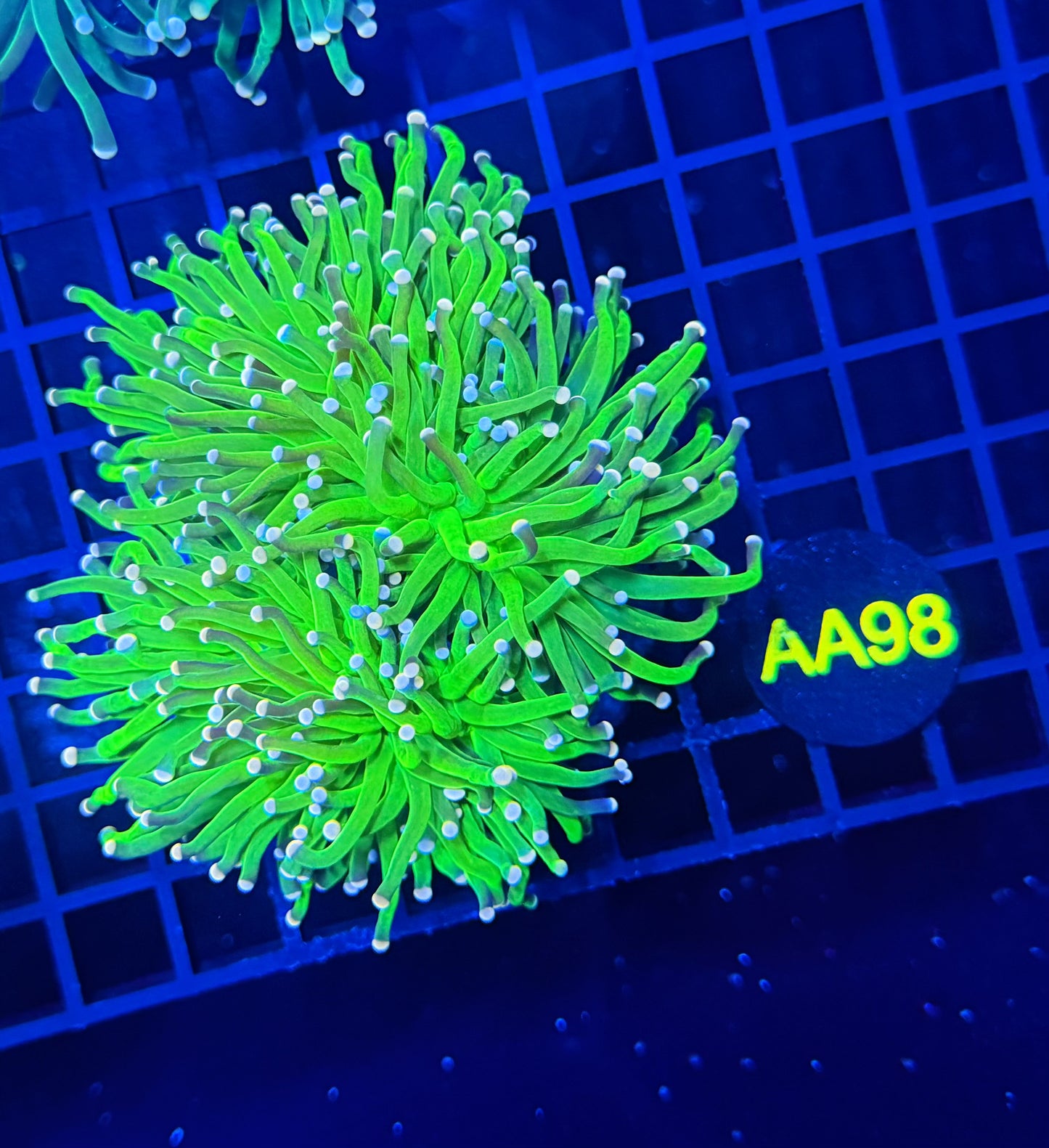 Indo green colony small