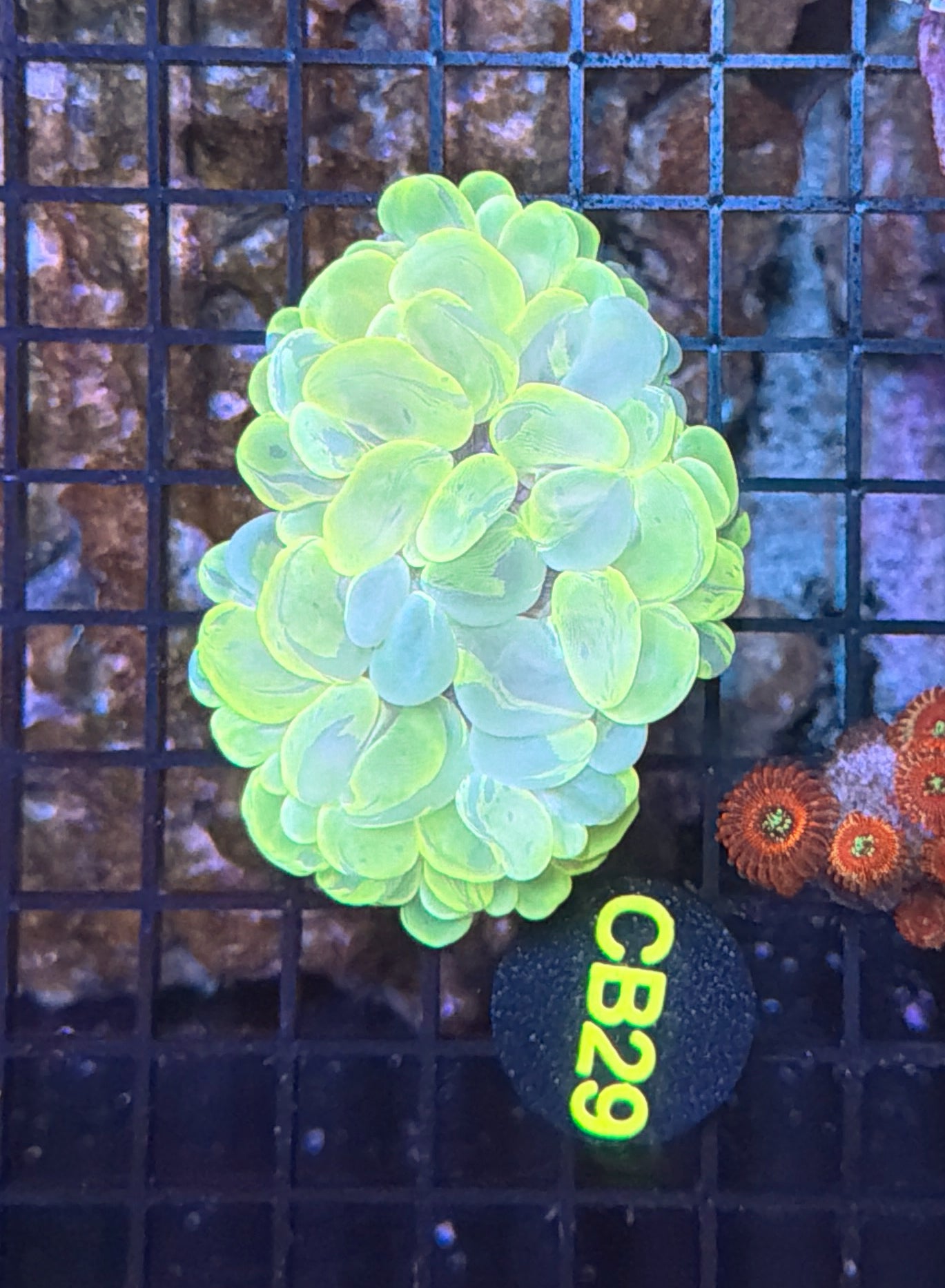 Bubble coral