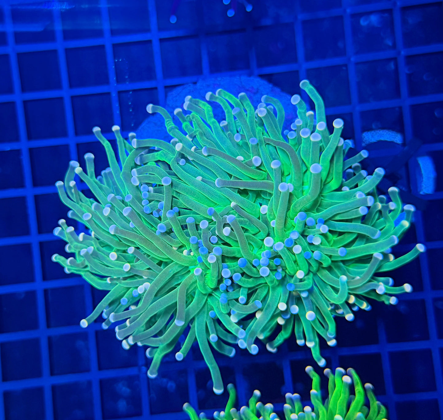 Indo green colony small