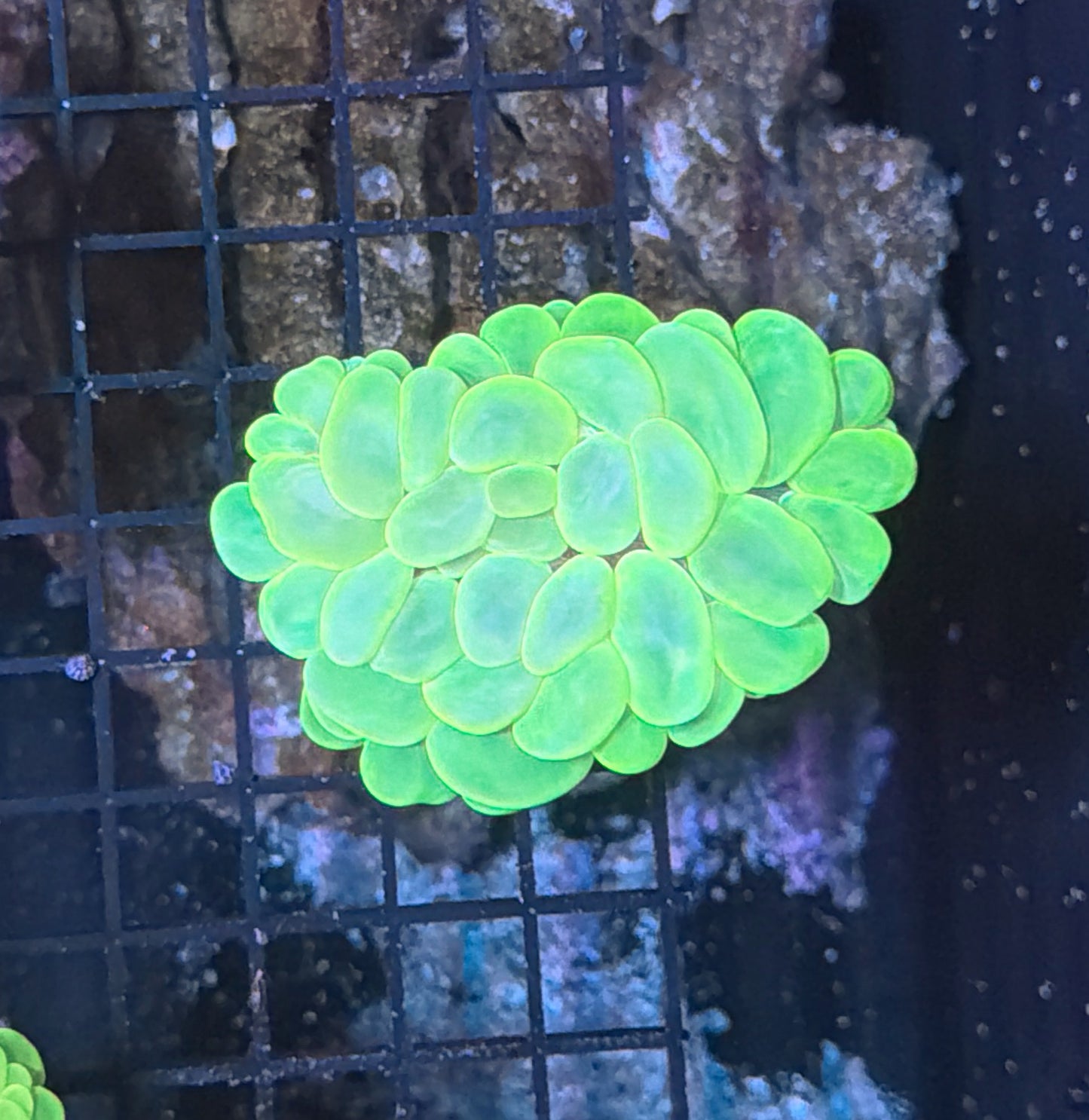 Bubble coral