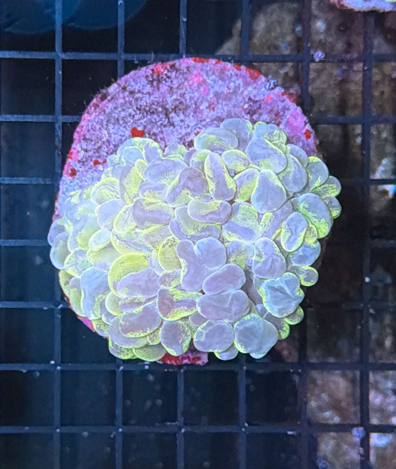 Bubble coral