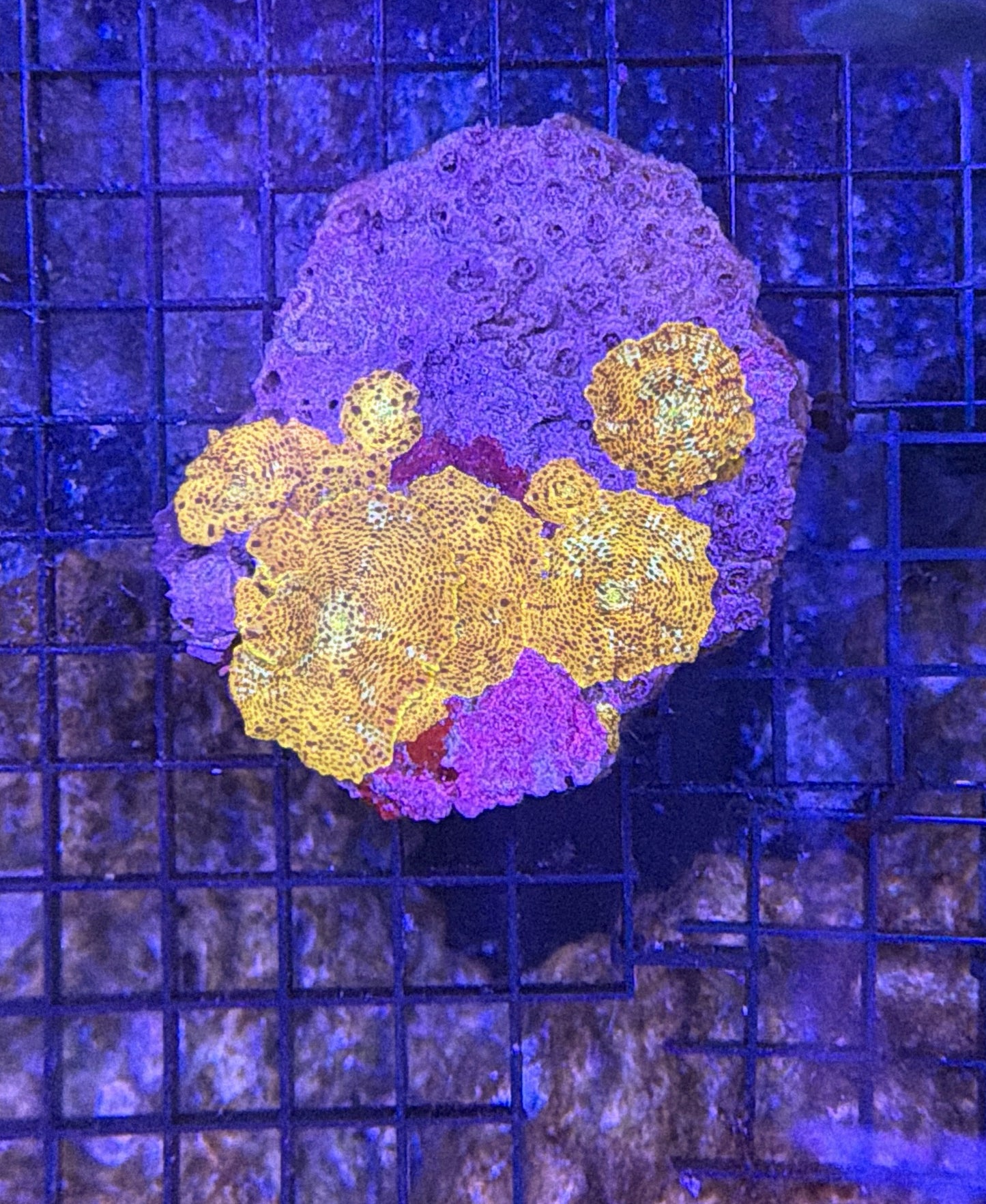 mushroom rock