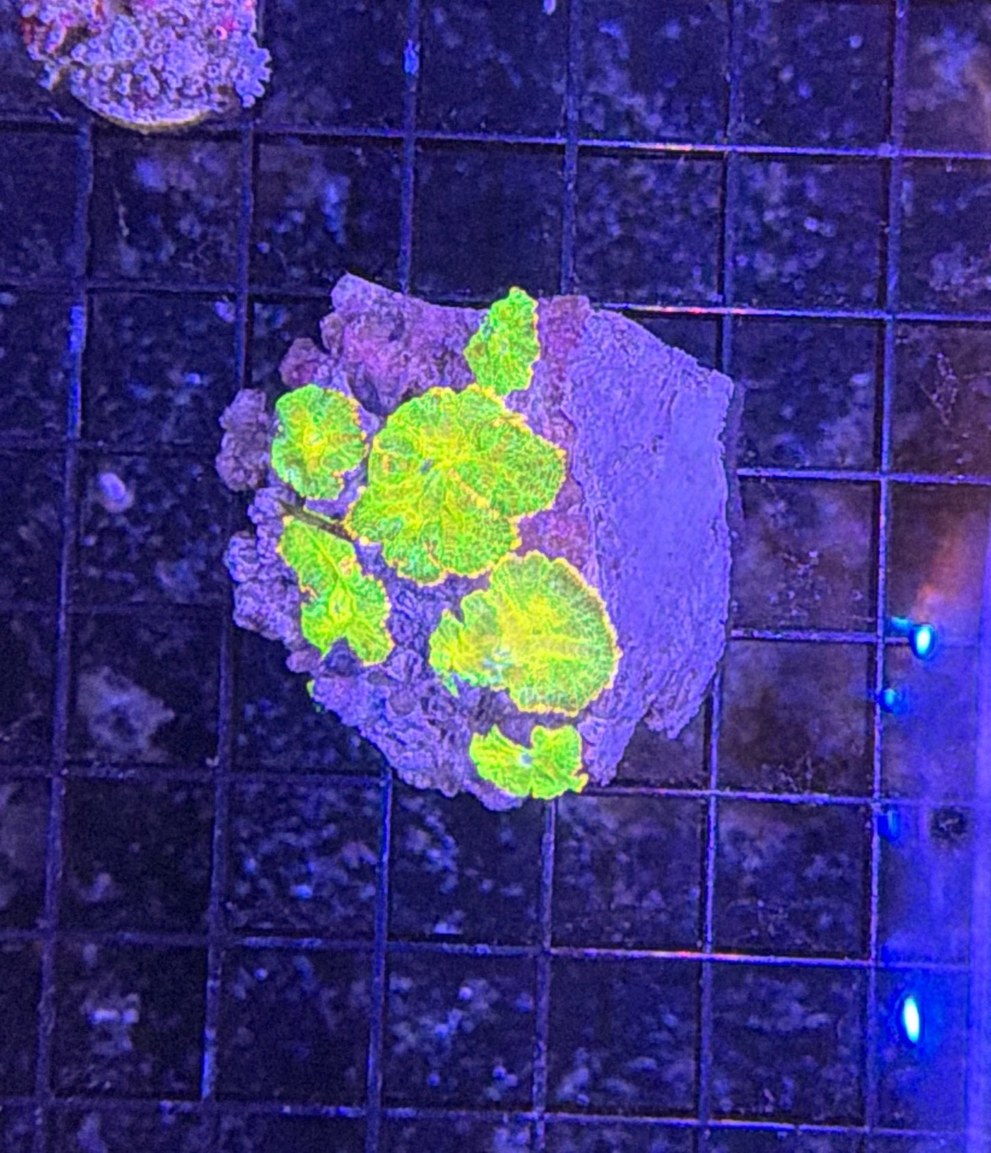 mushroom rock