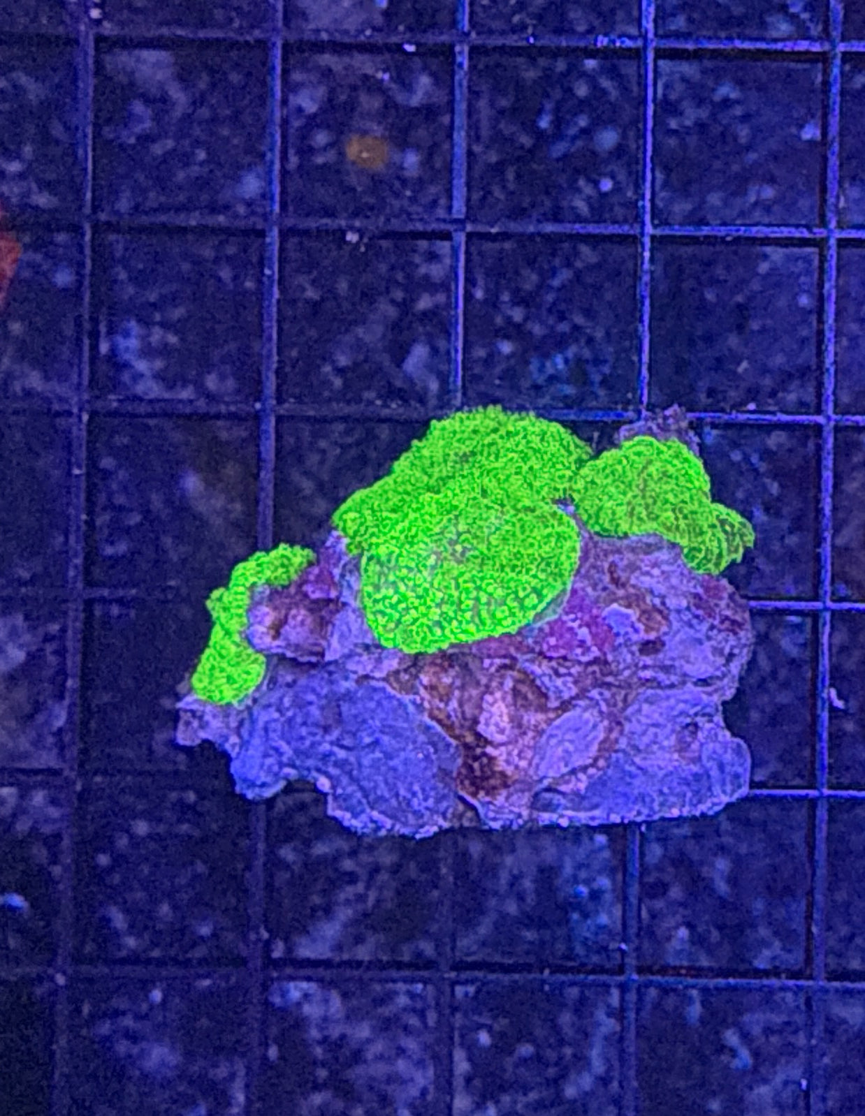 mushroom rock