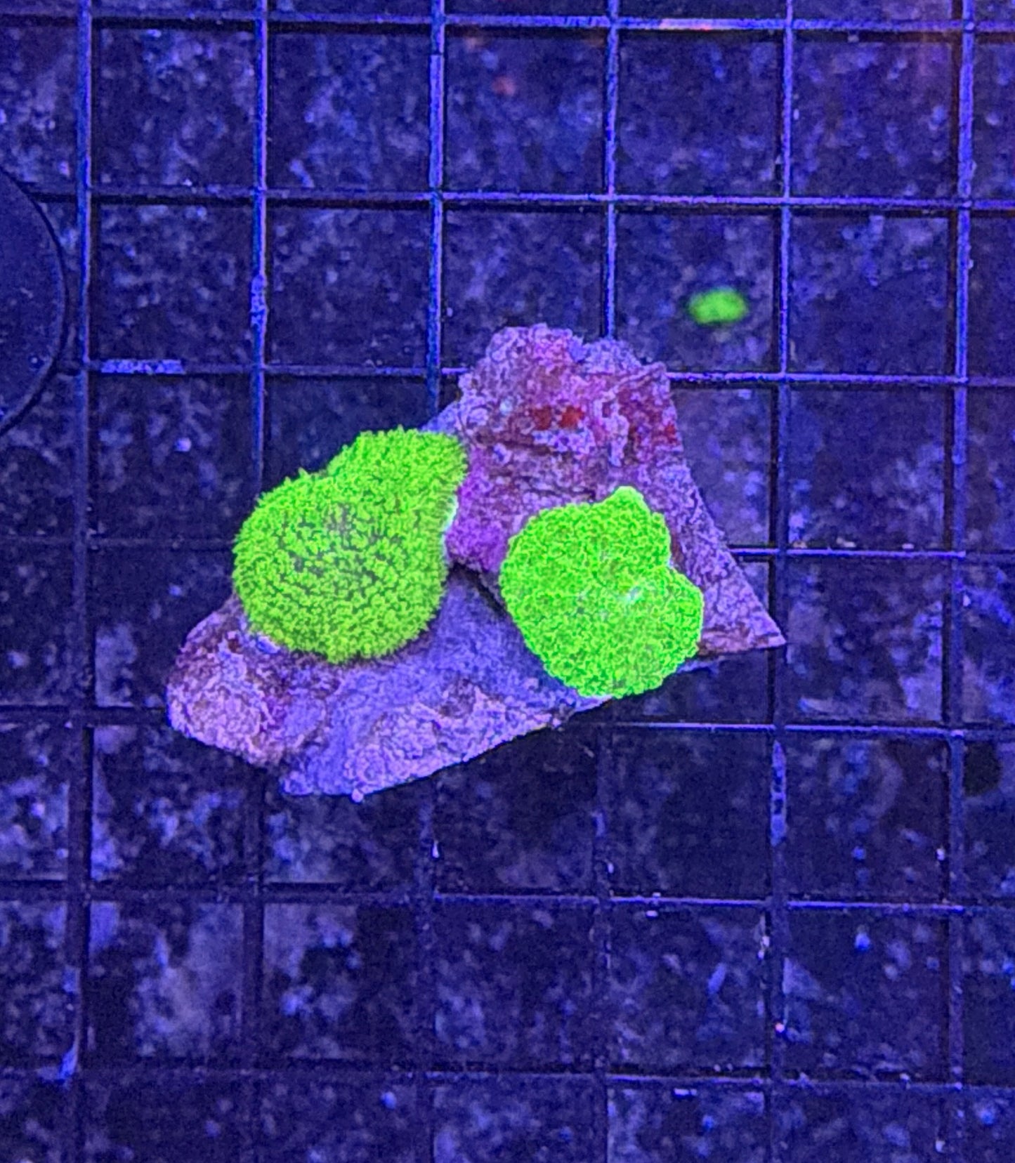 mushroom rock