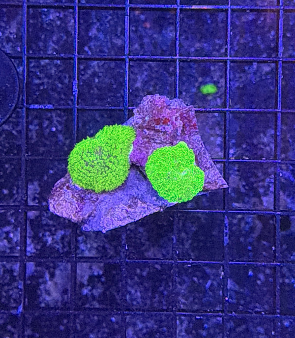 mushroom rock