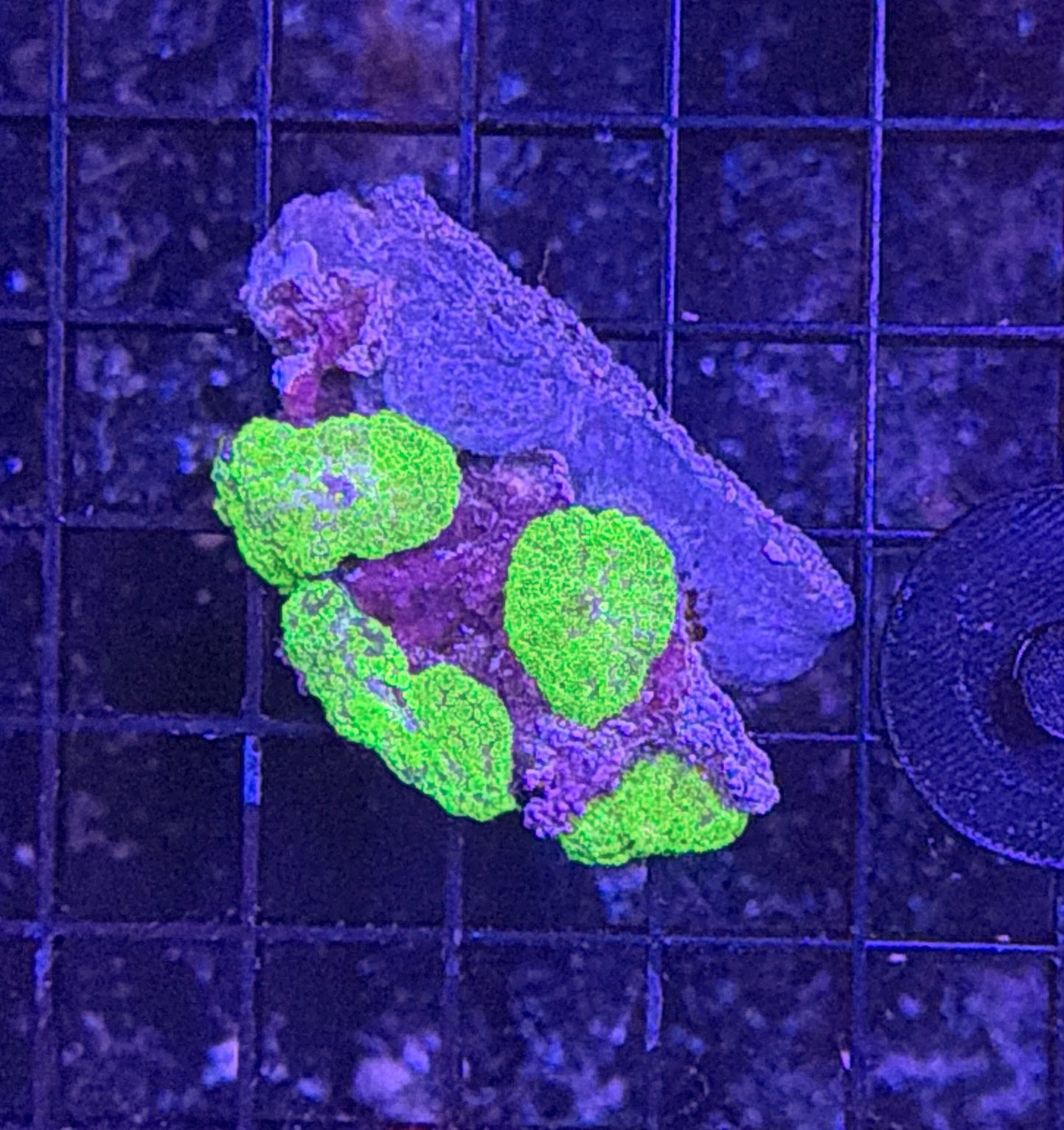 mushroom rock