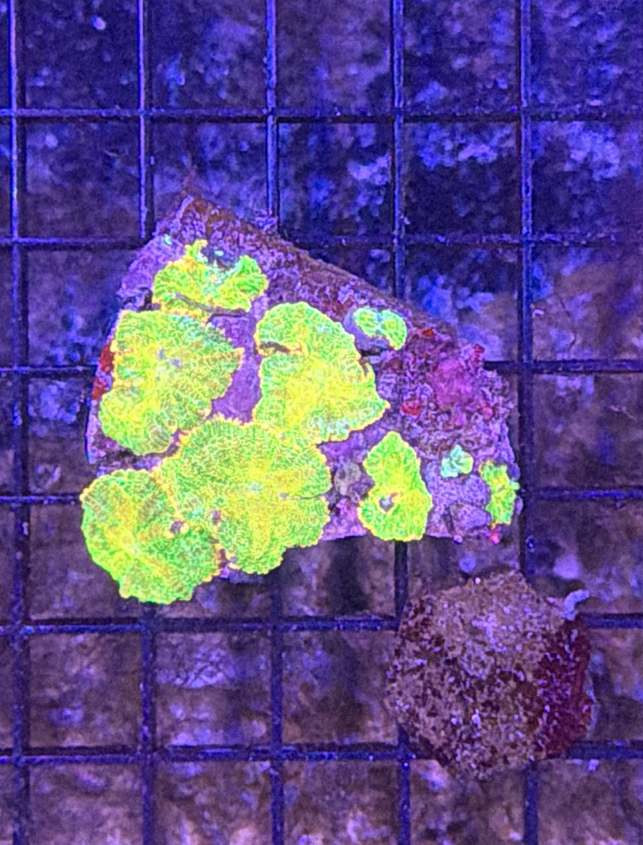 mushroom rock