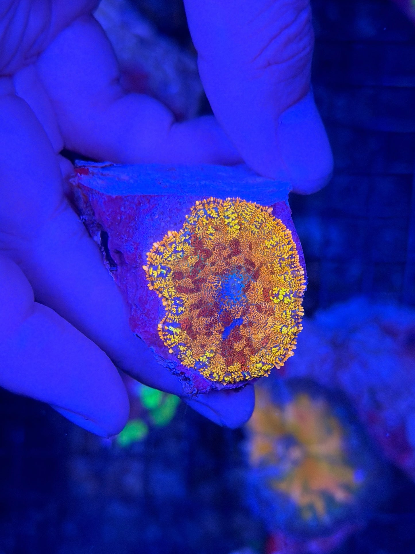 Rhodactis mushroom
