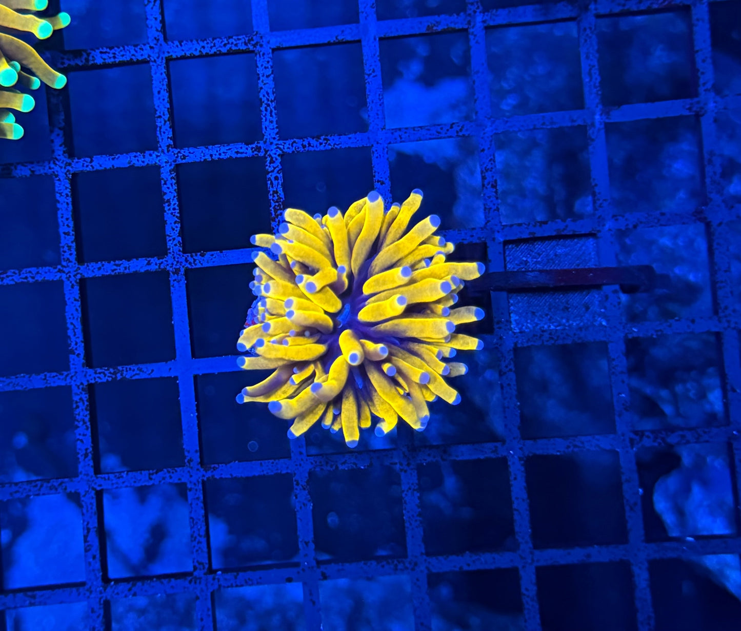 Malay tartar gold