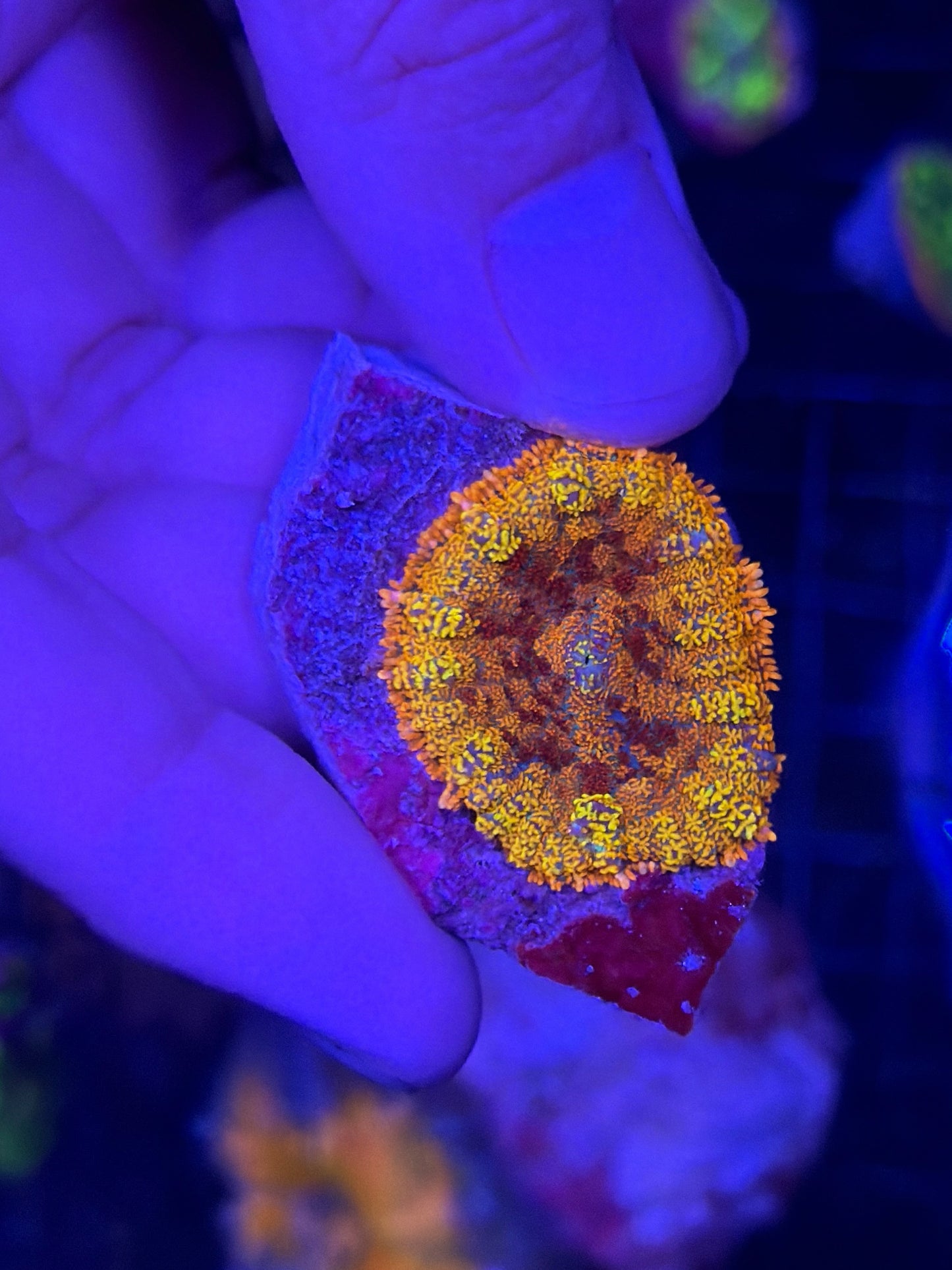 Rhodactis mushroom