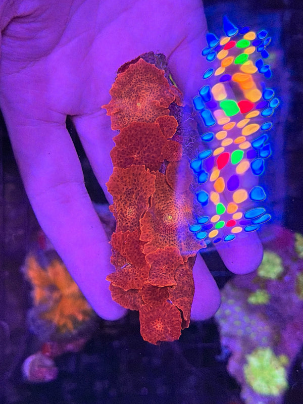 mushroom rock